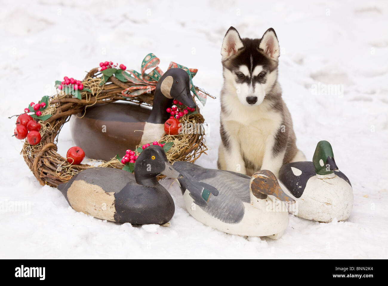 Sei settimane vecchio siberian husky cucciolo siede tra anatra e oca decoy e una ghirlanda di Natale durante il periodo invernale in Alaska Foto Stock