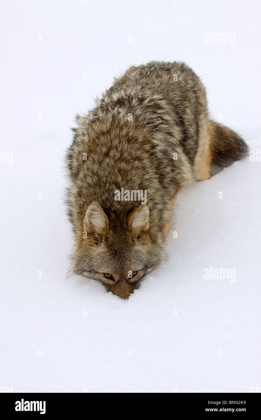 CAPTIVE coyote seppellisce il suo naso nella neve di odore e la ricerca di cibo in Alaska Wildlife Conservation Centre, Alaska Foto Stock