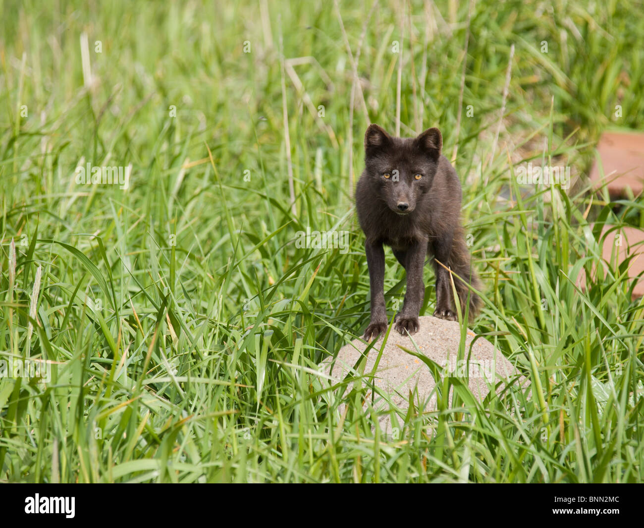 Vista di Arctic Fox in piedi in un campo erboso, Isola di San Paolo, Alaska, estate Foto Stock