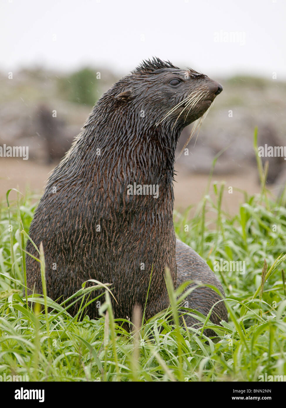 Maschio Subadult Northern pelliccia sigillo seduti sotto la pioggia, Isola di San Paolo, Alaska, estate Foto Stock