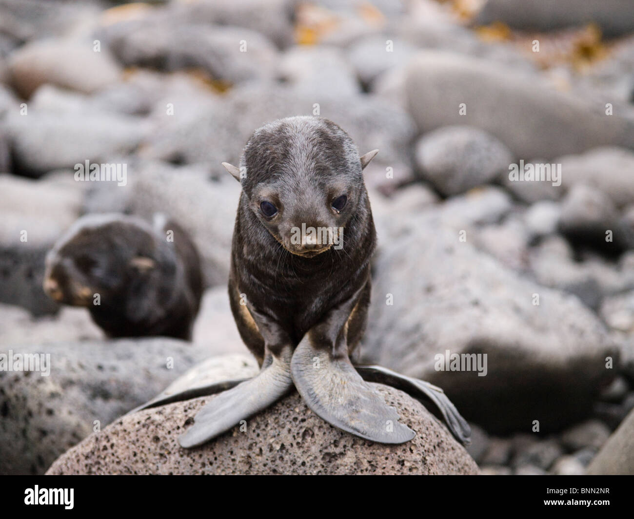 Ritratto di una regione del nord della pelliccia sigillo pup, estate, Isola di San Paolo, Alaska Foto Stock