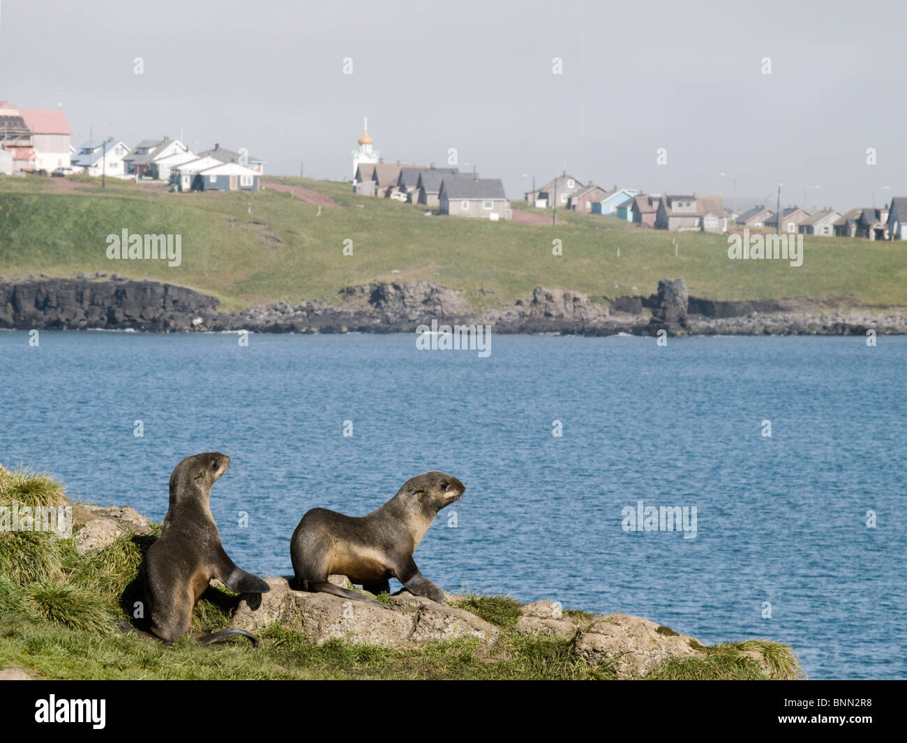 Ritratto di due Nord pelliccia sigillo vicino alla città di San Paolo, San Paolo Isola, Alaska, estate Foto Stock