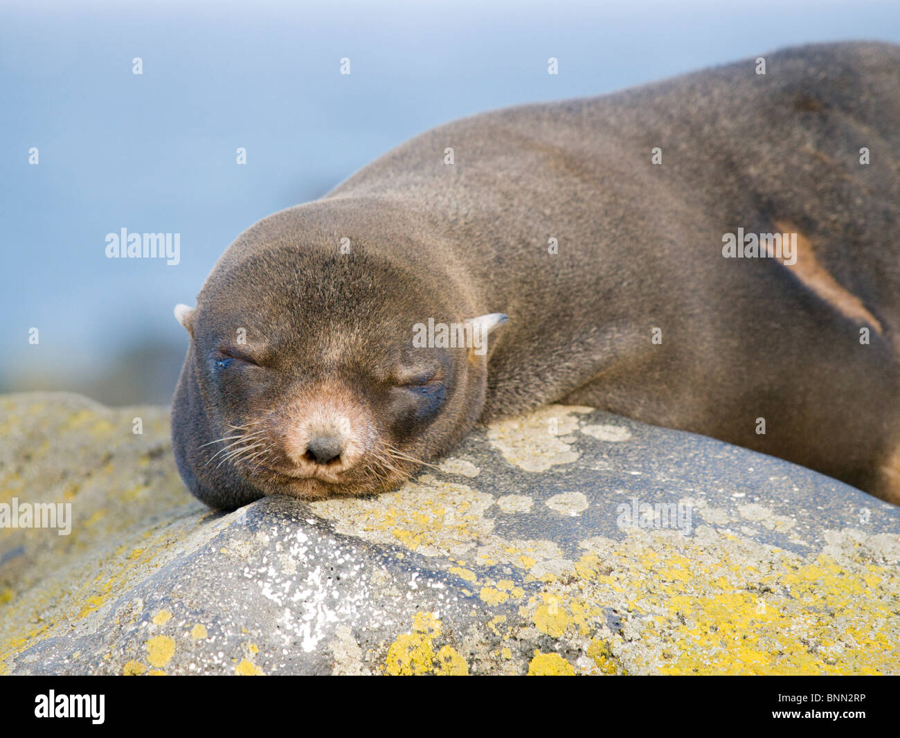 Northern femmina pelliccia sigillo dorme sulla spiaggia del Mare di Bering, Isola di San Paolo, Alaska, estate Foto Stock