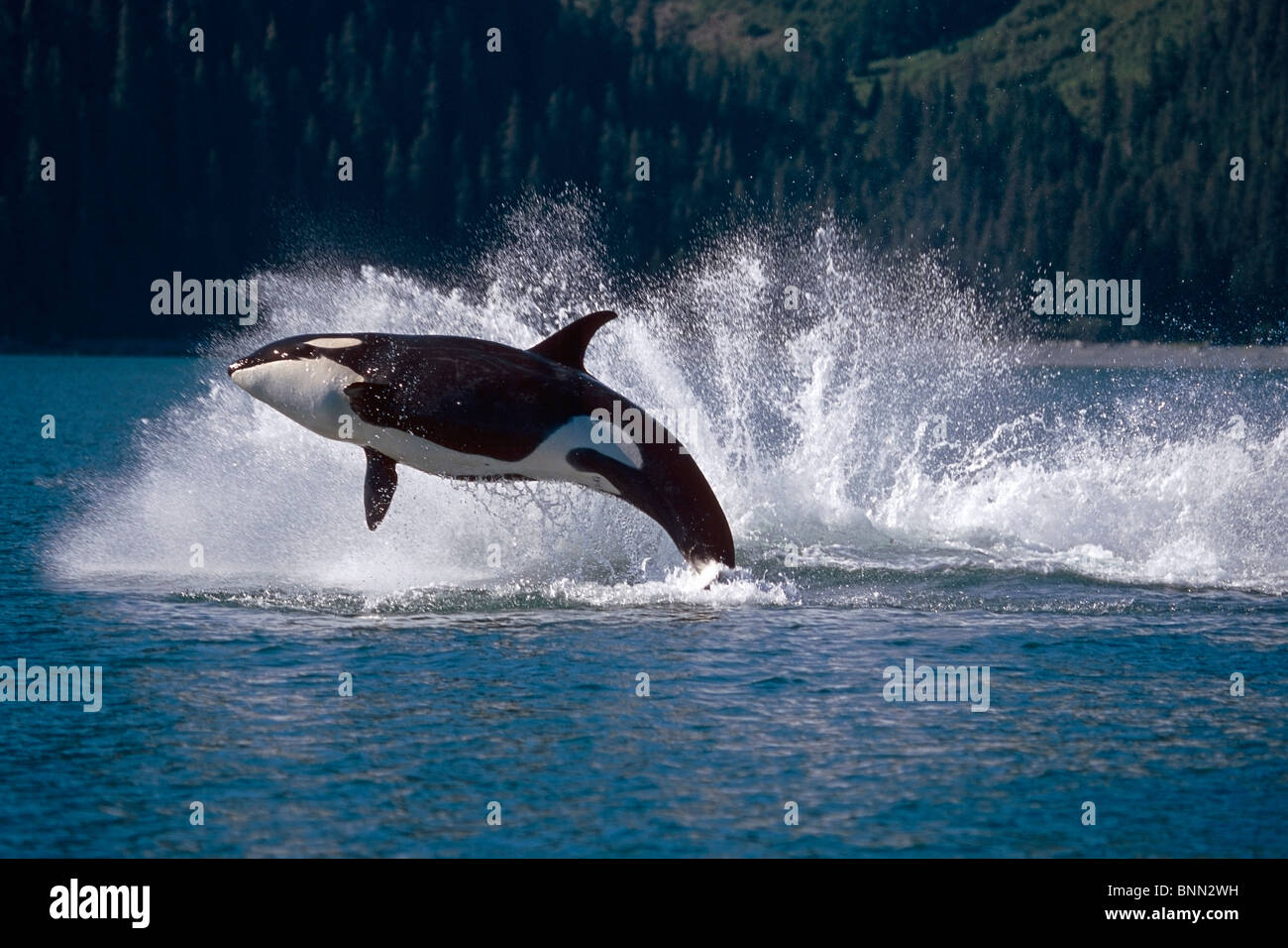 Doppia violazione Orcas Bainbridge passaggio di Prince William Sound Alaska Estate centromeridionale Foto Stock