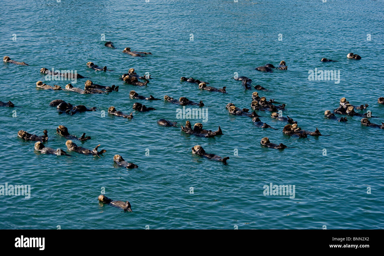 Un grande gruppo di le lontre marine si radunano insieme in Prince William Sound in Alaska Foto Stock