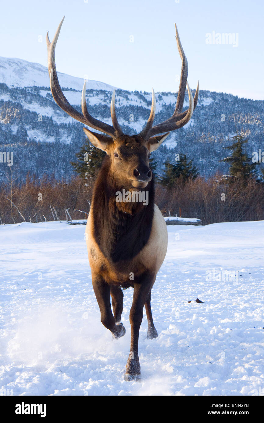 CAPTIVE Roosevelt elk bull la carica d'inverno in Alaska Wildlife Conservation Centre, Alaska Foto Stock