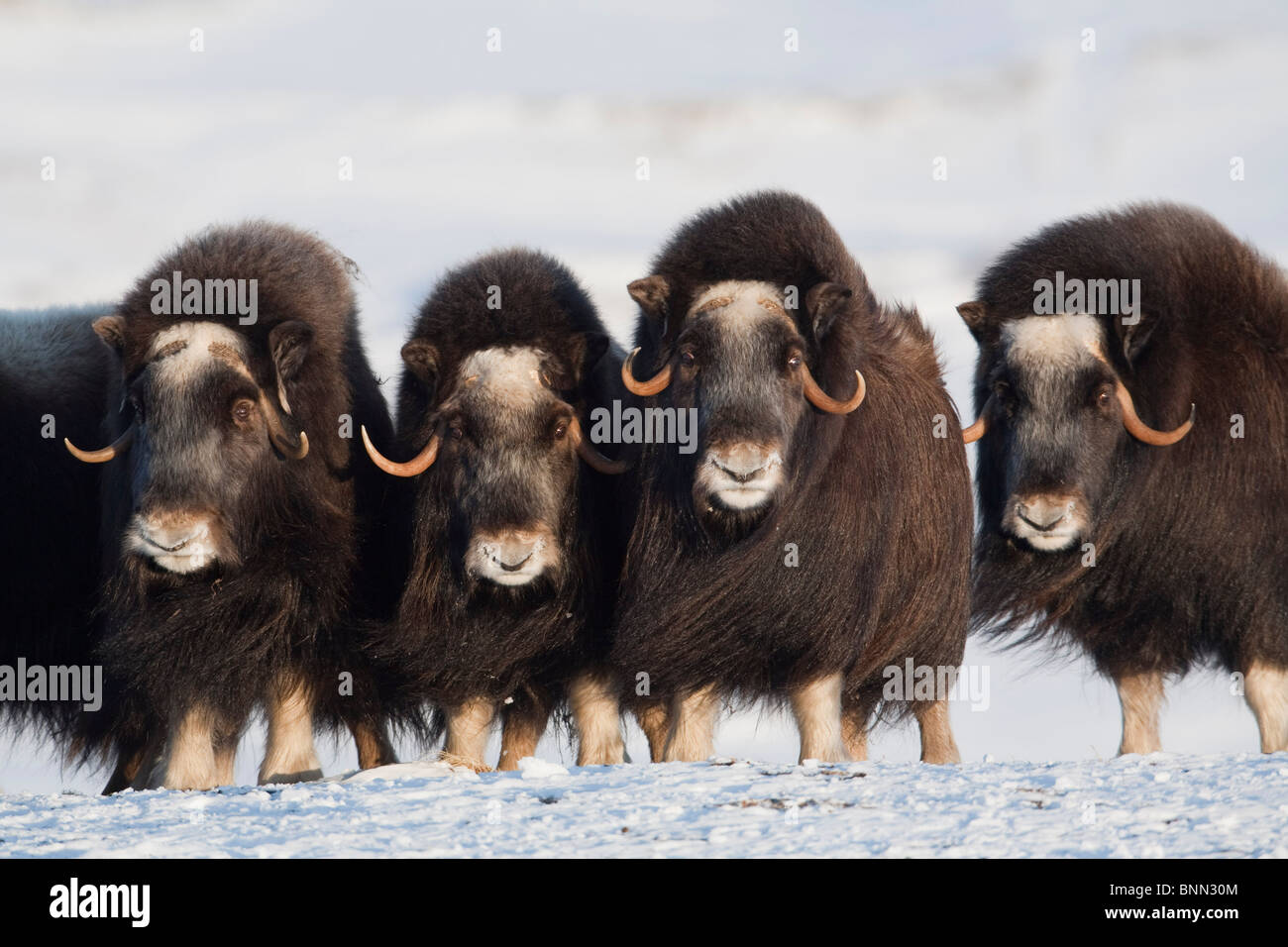 Il muschio-ox vacche in una linea difensiva durante l'inverno sulla penisola di Seward vicino a Nome, Arctic Alaska Foto Stock