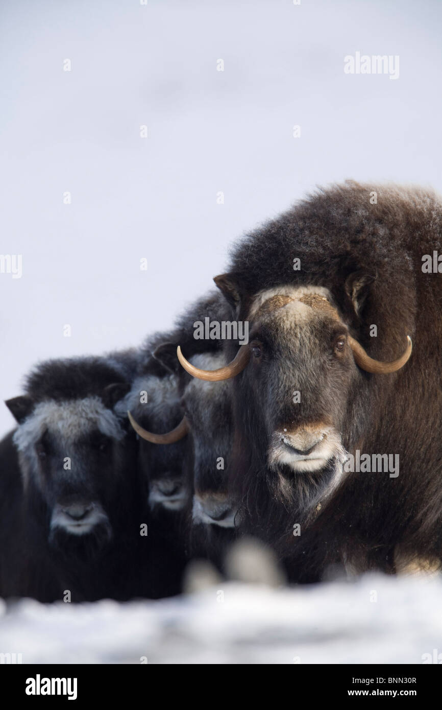 Il muschio-ox vacche e vitelli in una linea difensiva durante l'inverno sulla penisola di Seward vicino a Nome, Arctic Alaska Foto Stock