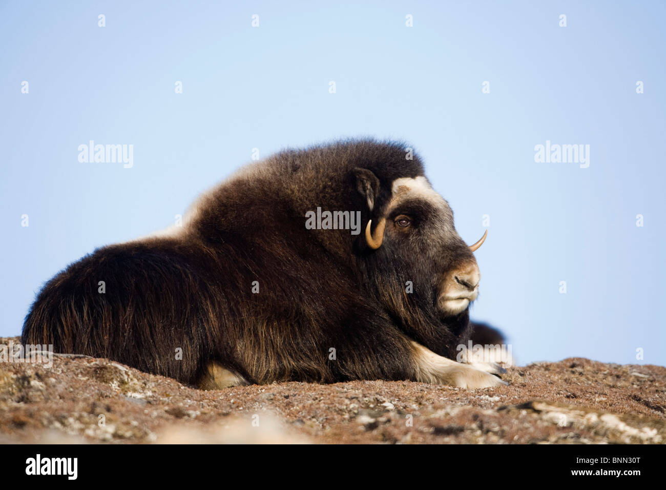 Muskox mucca bedded sulla tundra ghiacciata ridge durante l'inverno sulla penisola di Seward vicino a Nome, Arctic Alaska Foto Stock