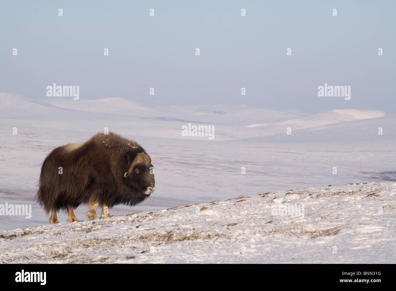 Muskox bull standing costeggiata sulla tundra ghiacciata durante l'inverno sulla penisola di Seward vicino a Nome, Arctic Alaska Foto Stock