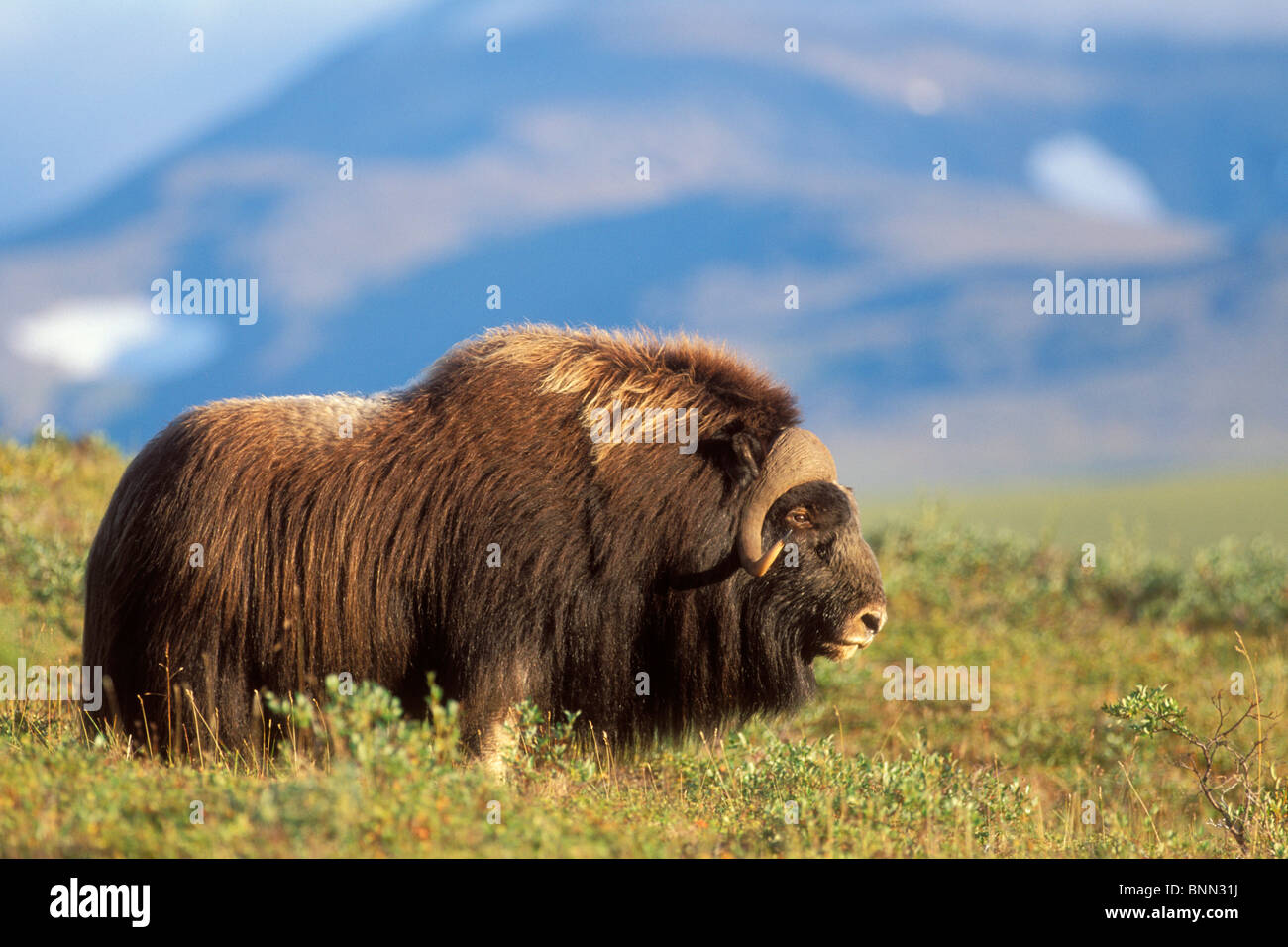 Musk ox bull permanente sulla tundra in tarda estate sulla penisola di Seward vicino a Nome, Arctic Alaska Foto Stock