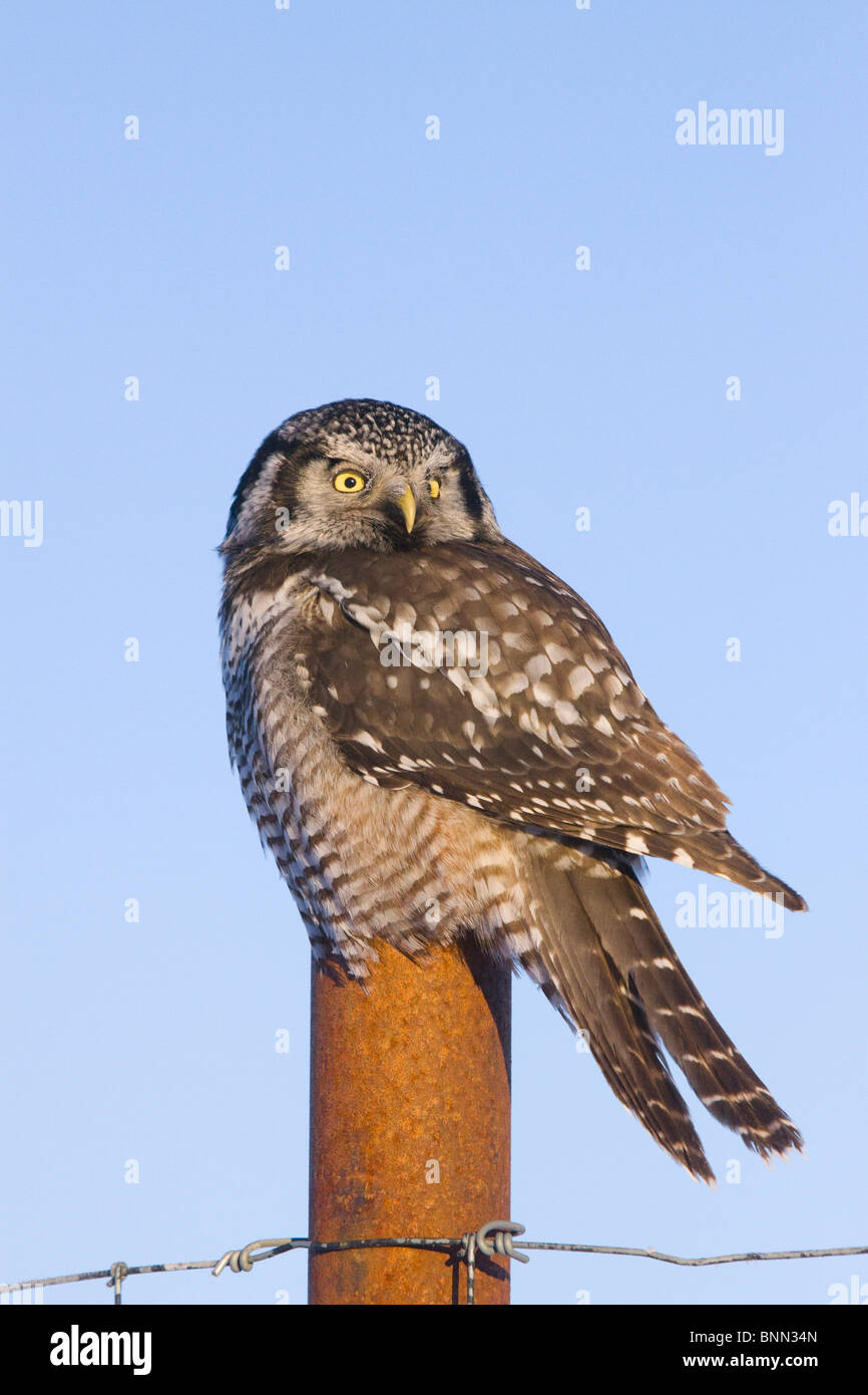 Hawk owl è arroccato su di un palo da recinzione nei pressi di Portage in Alaska durante il periodo invernale Foto Stock