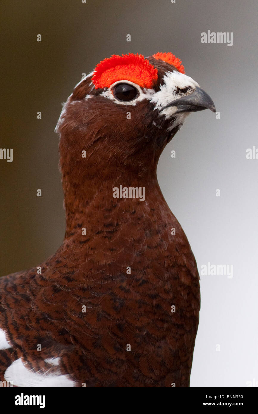 Ritratto di un maschio di Willow Ptarmigan durante la primavera in Alaska Foto Stock