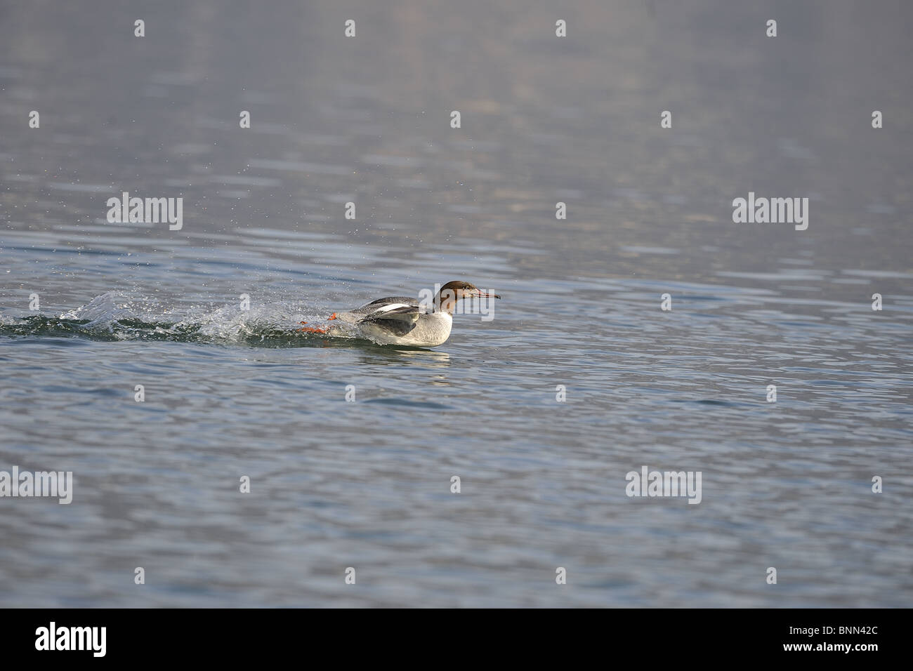 Femmina (smergo maggiore Mergus merganser) in esecuzione sulle acque del lago di Ginevra in inverno - Svizzera Foto Stock
