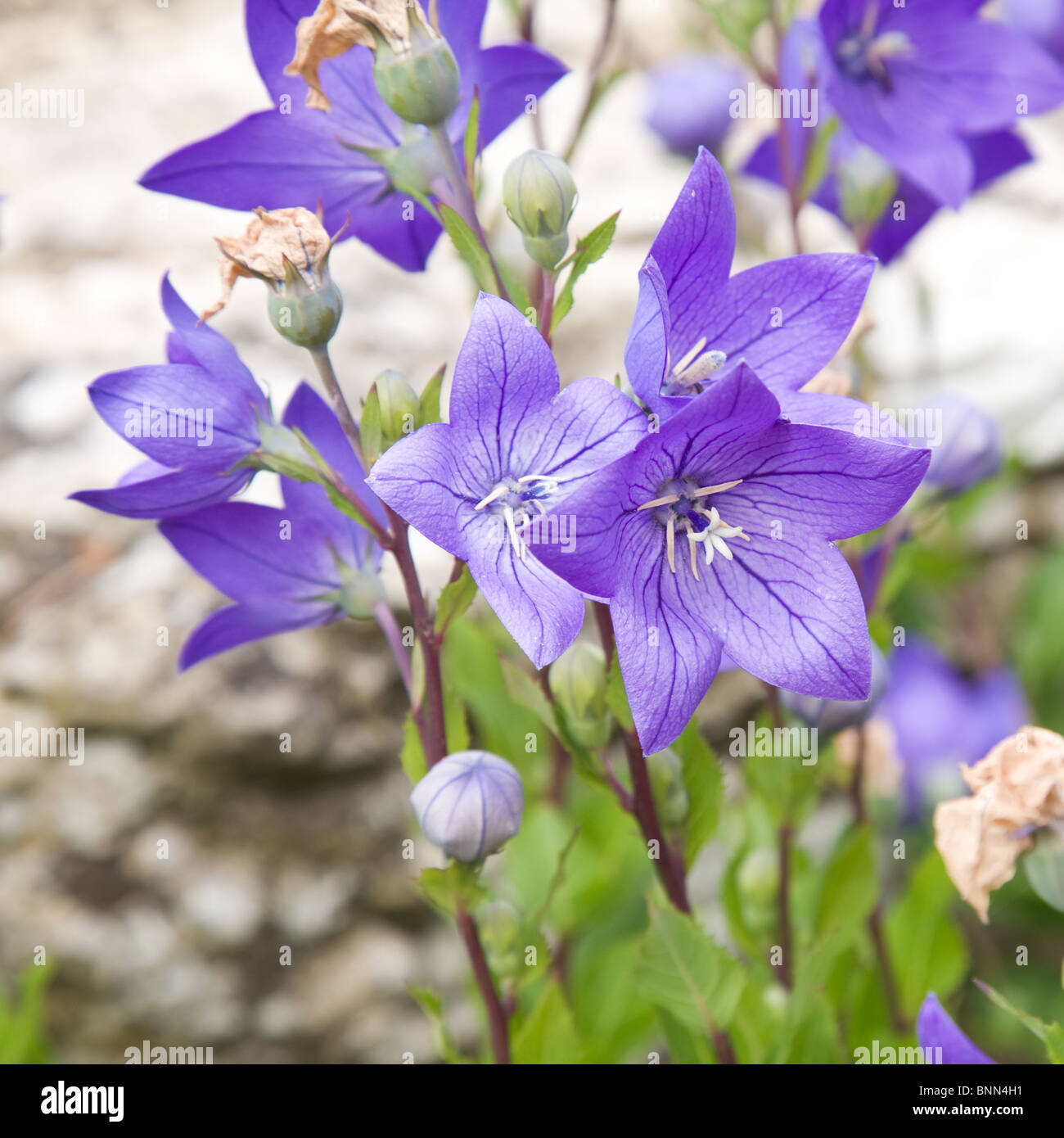 Fiori di Platycodon grandiflorus ( cinese la campanula, il palloncino fiore) Foto Stock