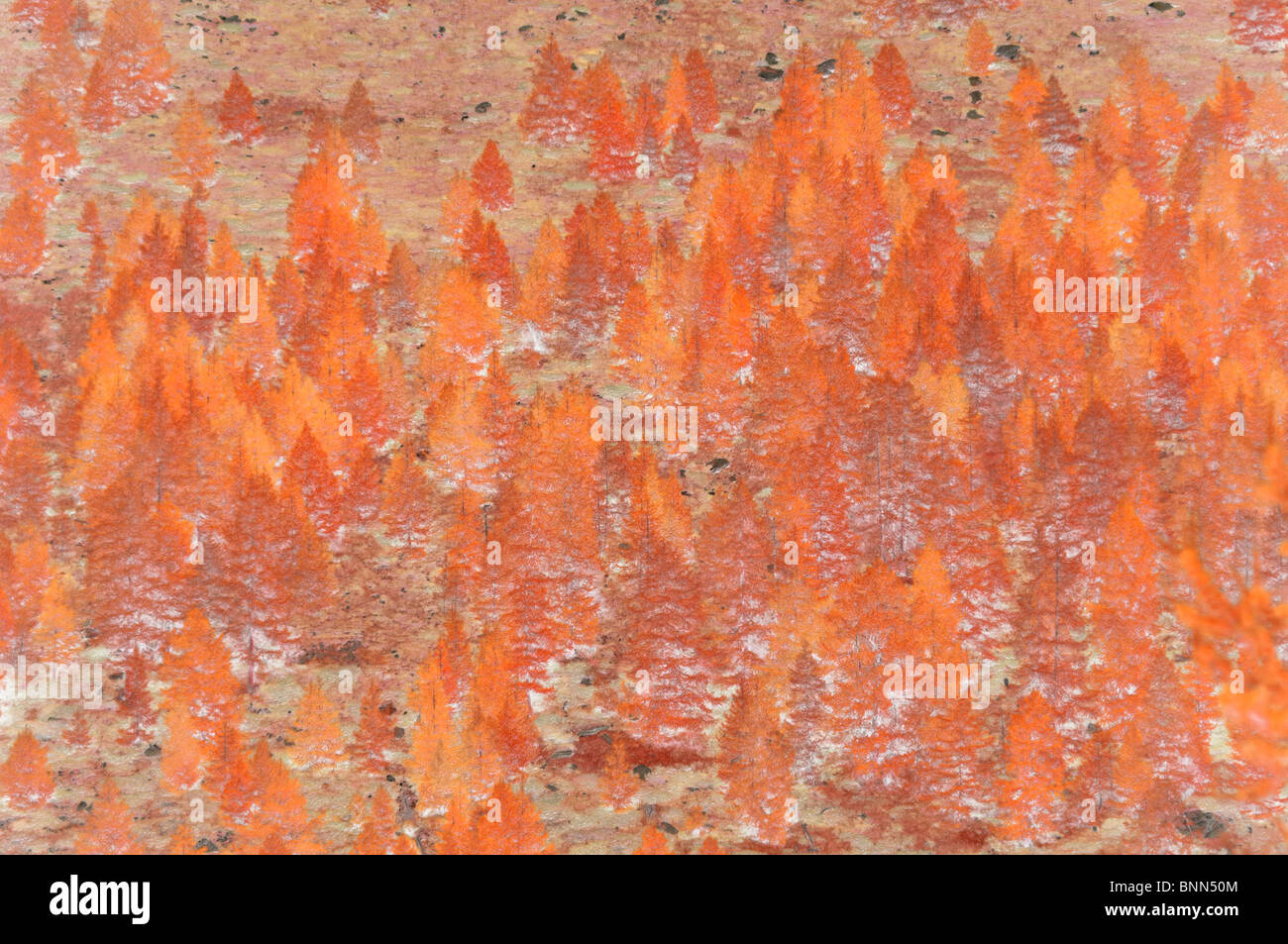 Fiore di colore verde e marrone rosso natura lascia il ramo foglia crescere pattern luminoso dello sfondo allegro naturale texture floreali panno Foto Stock