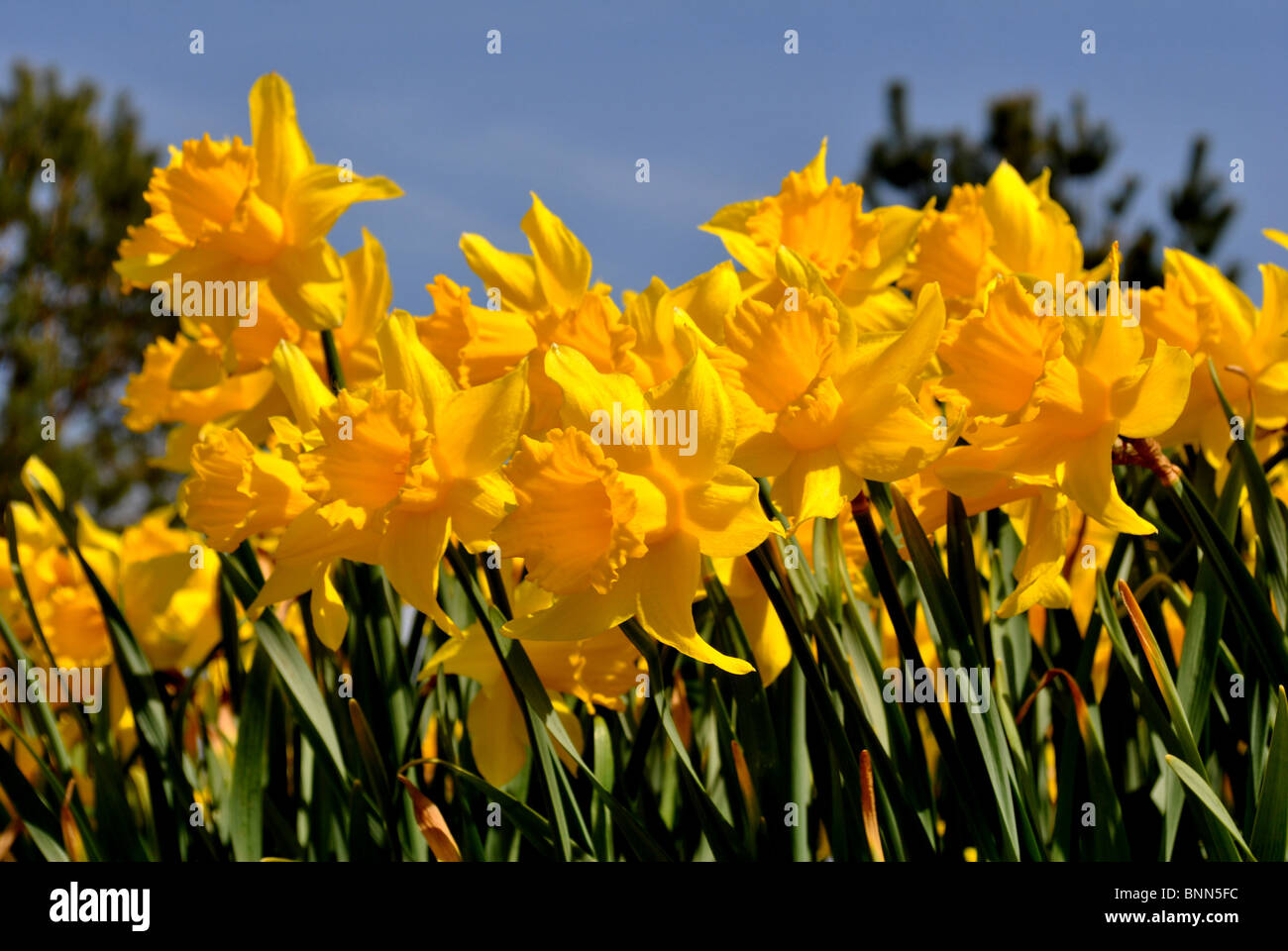 Il daffodils luminoso Foto Stock
