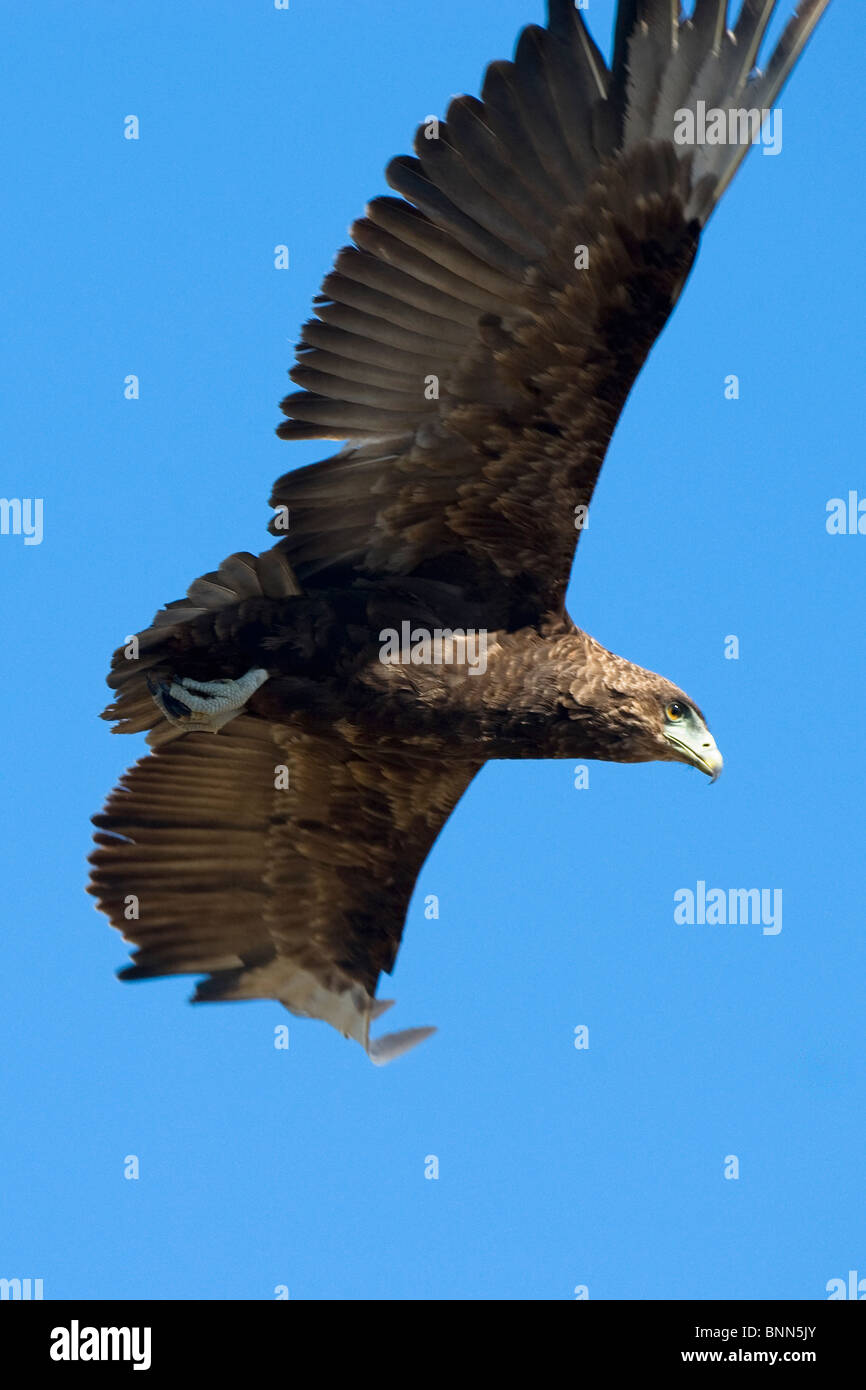 Un serpente marrone eagle vola in Zimbabwe Gonarezhou National Park Foto Stock