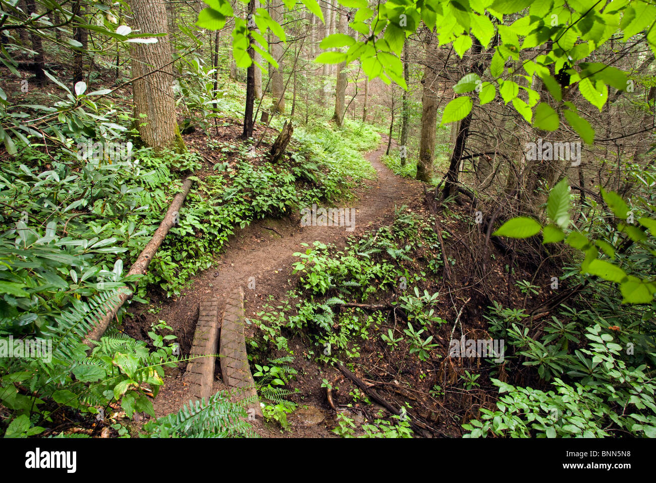 Versante Nord Trail - Pisgah National Forest, vicino Brevard, North Carolina, STATI UNITI D'AMERICA Foto Stock