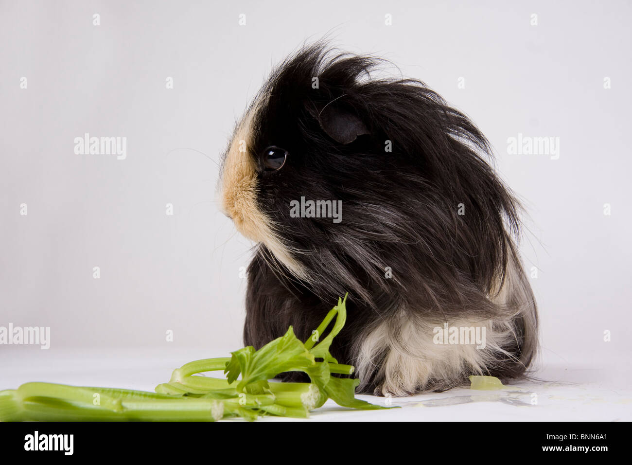 In bianco e nero la cavia con la testa rivolta verso l'alto e guardando lateralmente contro uno sfondo bianco. Foto Stock