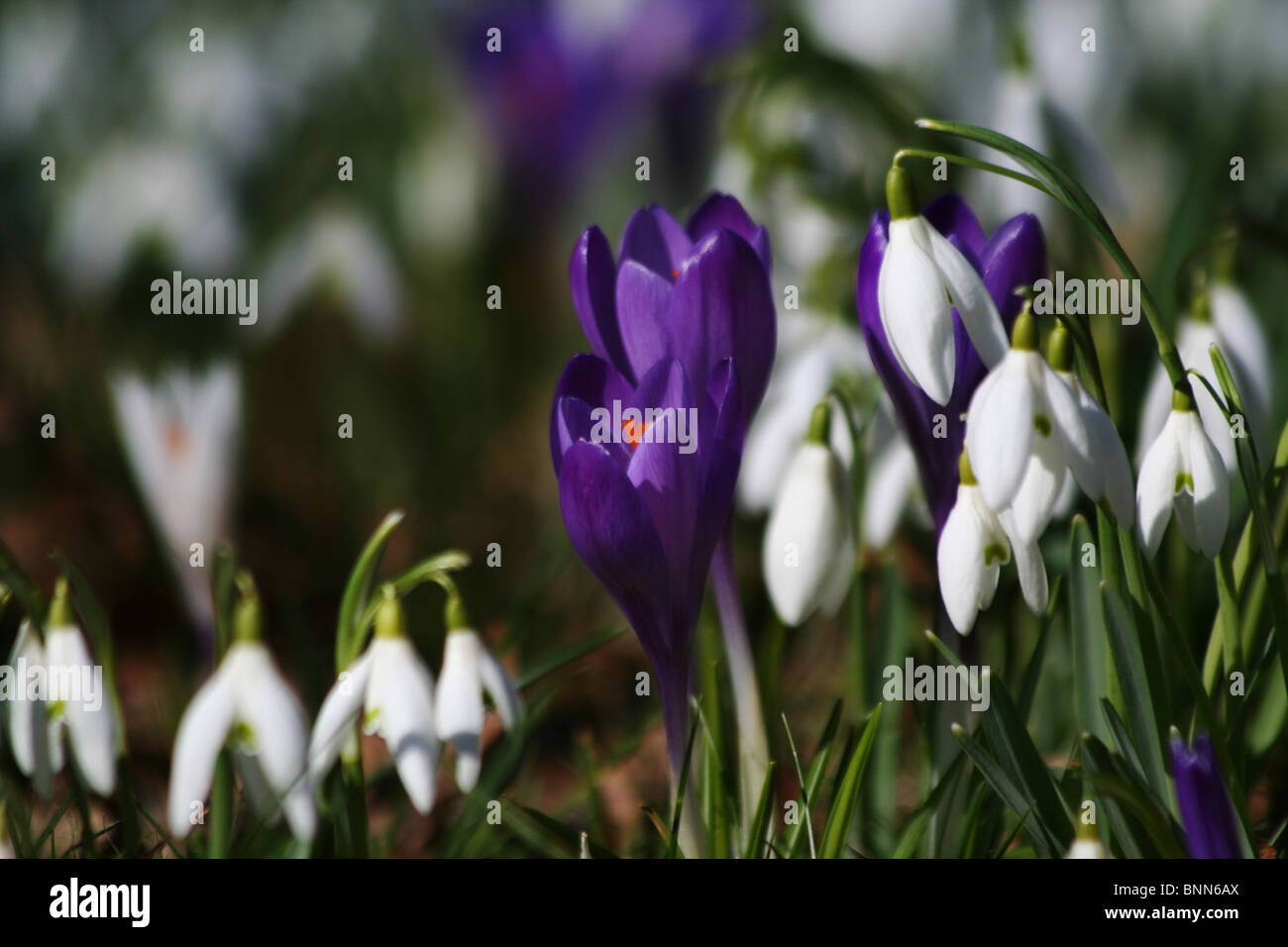 Viola crocus fiori perenni della molla e cadute di neve. Foto Stock