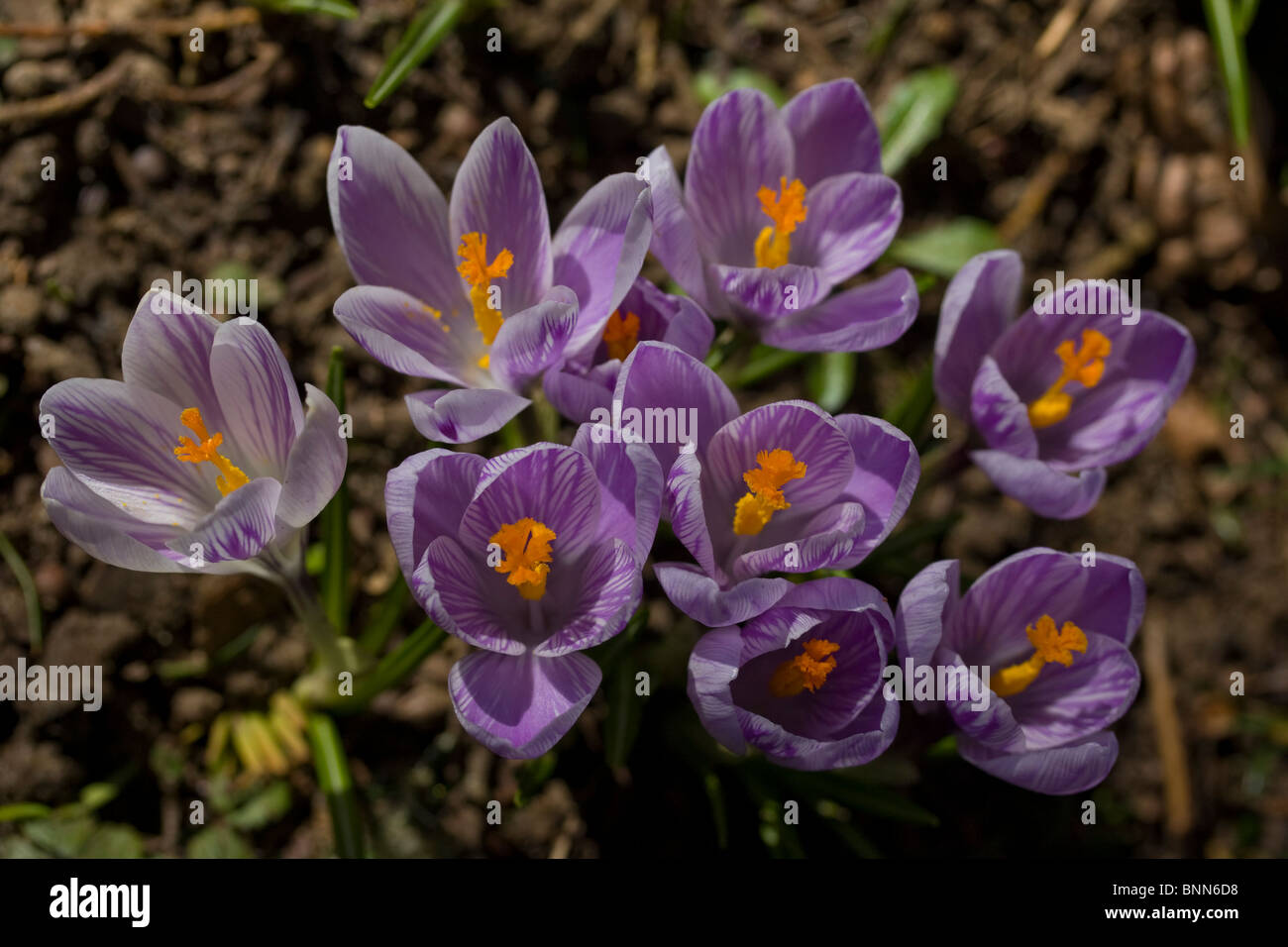 Cluster di viola crocus fiori perenni della molla. Foto Stock