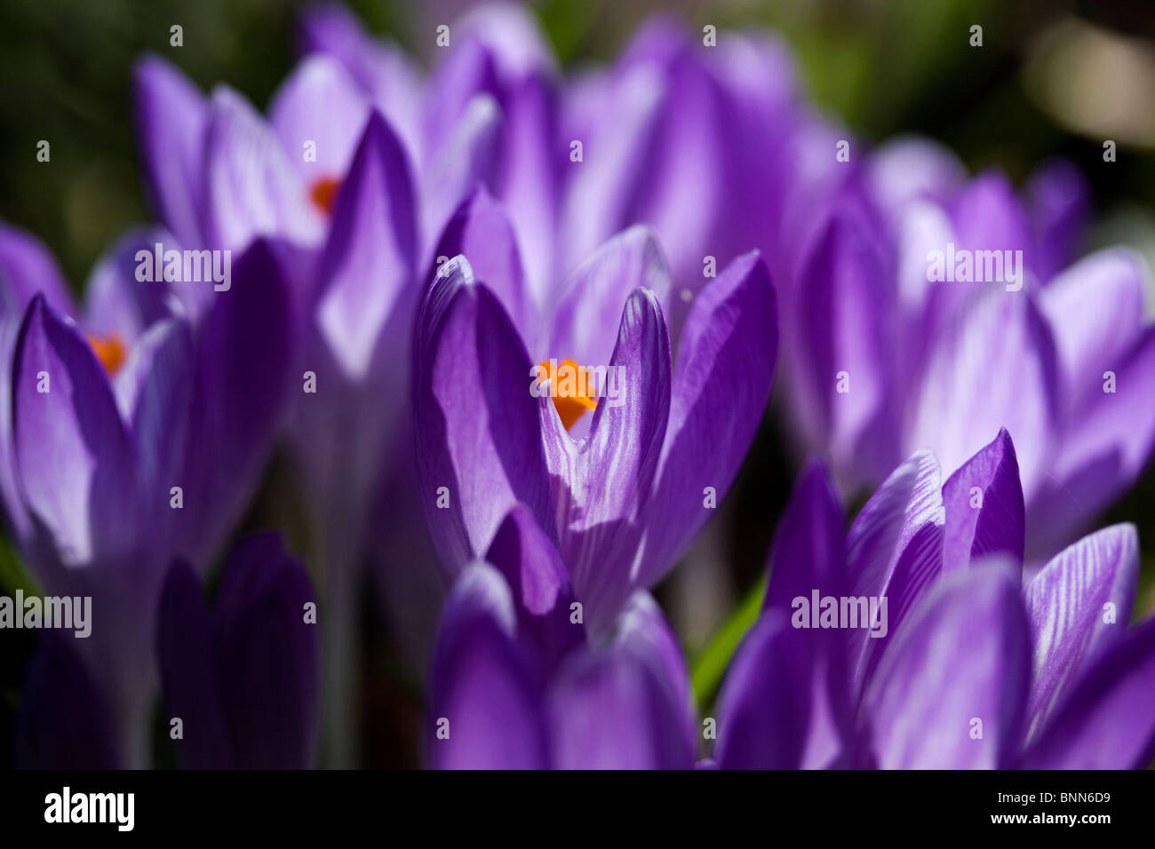 Cluster di viola crocus fiori perenni della molla. Close up con retroilluminazione. Foto Stock