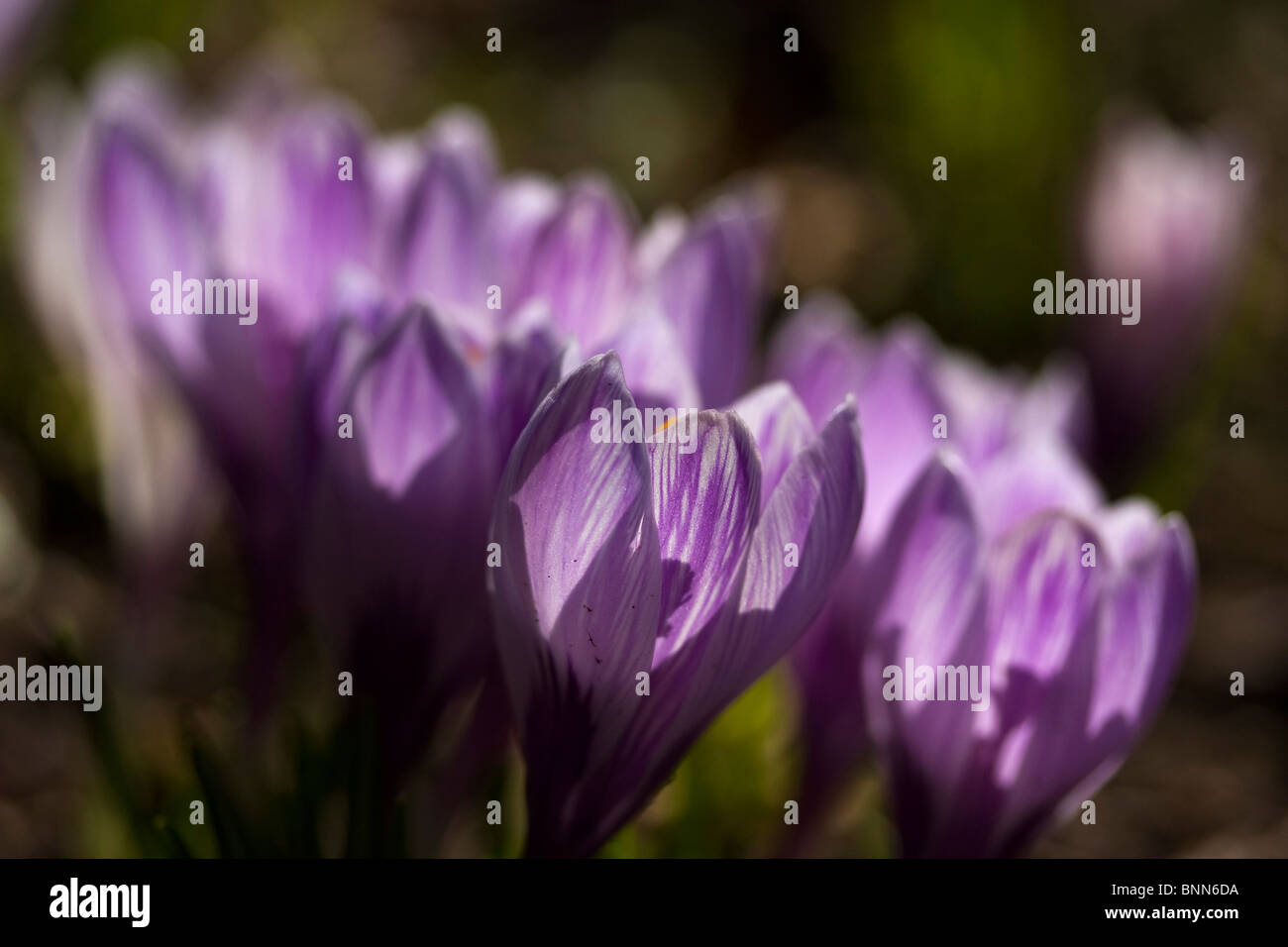 Cluster retroilluminato di viola crocus fiori perenni della molla. Foto Stock