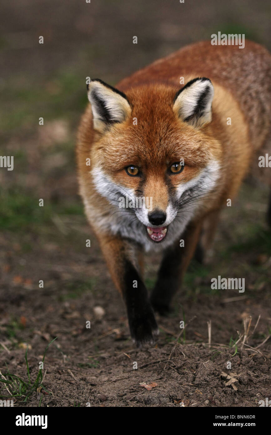 Colpo verticale di una volpe rossa che cammina verso la telecamera con un naturale cercando sfondo. Foto Stock