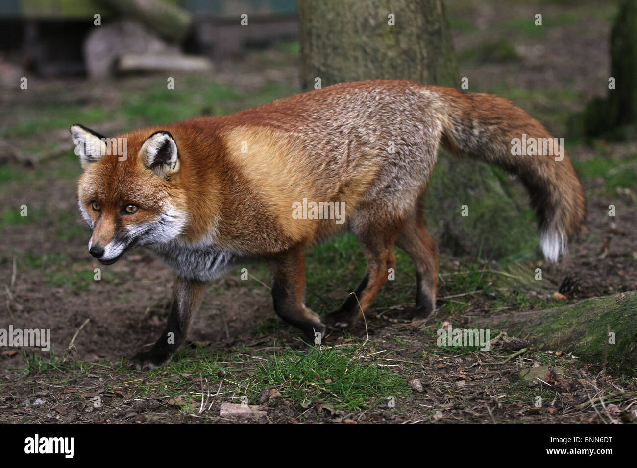 Corpo pieno colpo di una volpe rossa con un naturale cercando sfondo. Foto Stock