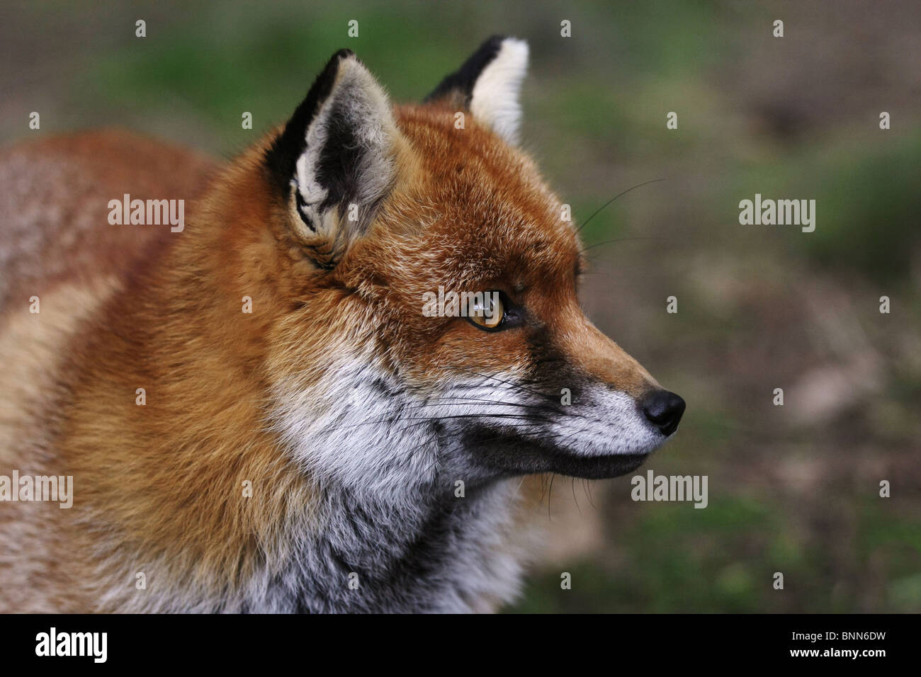 Colpo alla testa di una volpe rossa con un naturale cercando sfondo. Foto Stock