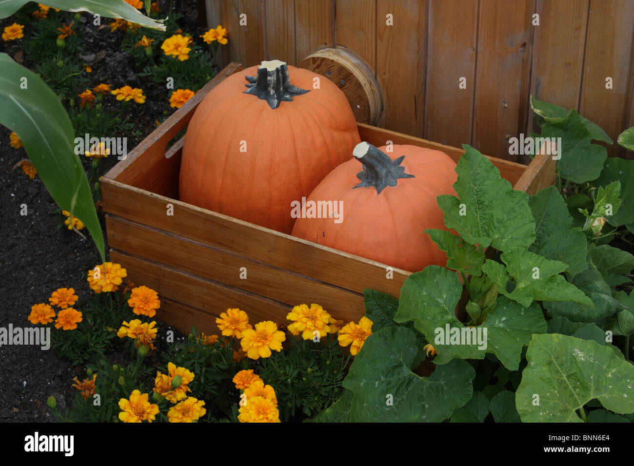 Due reale di plastica cercando le zucche in un barile, impostato in un giardino come la scena Foto Stock