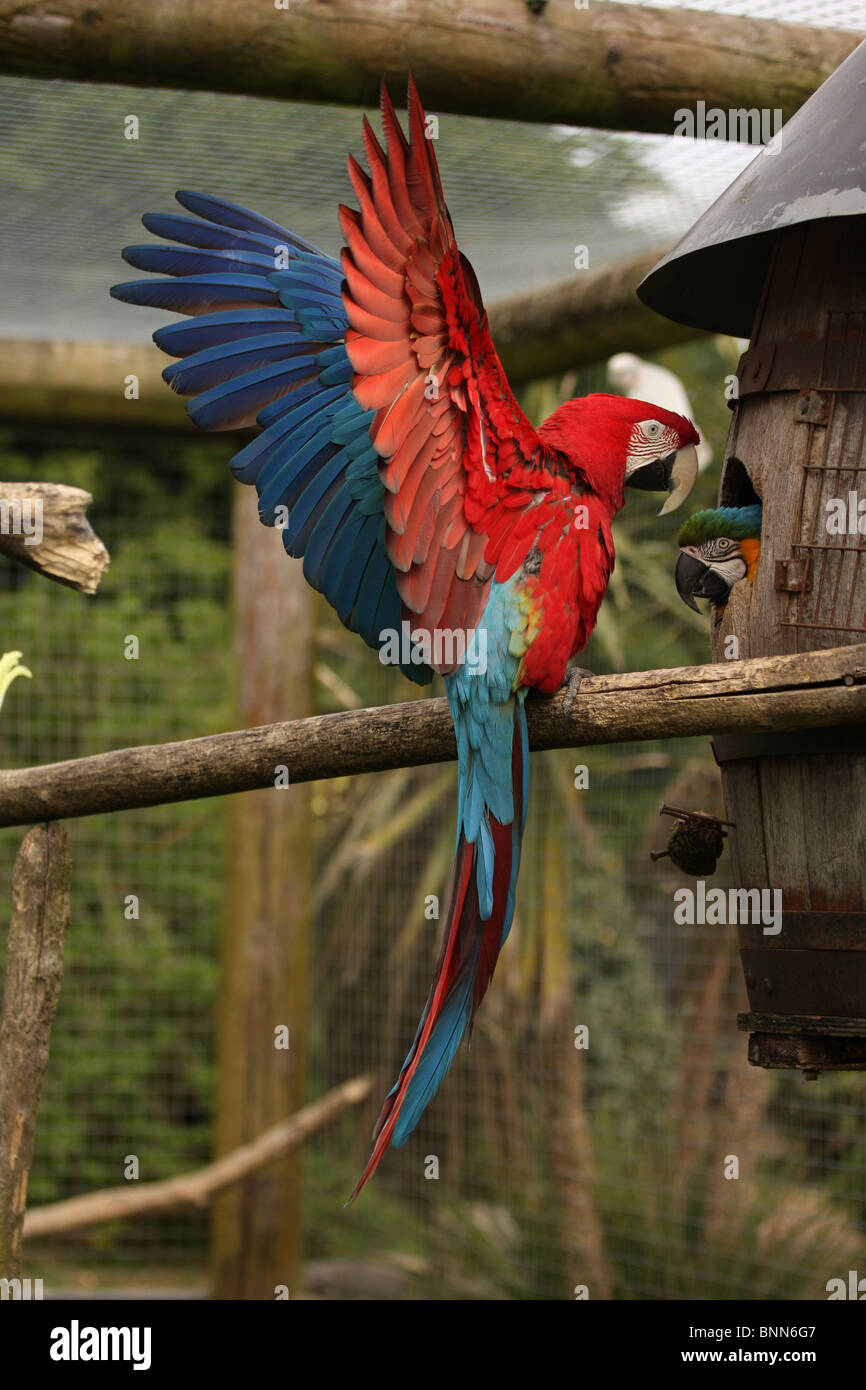 Colpo verticale di Ala Verde Macaw con ali fuori teso. Foto Stock