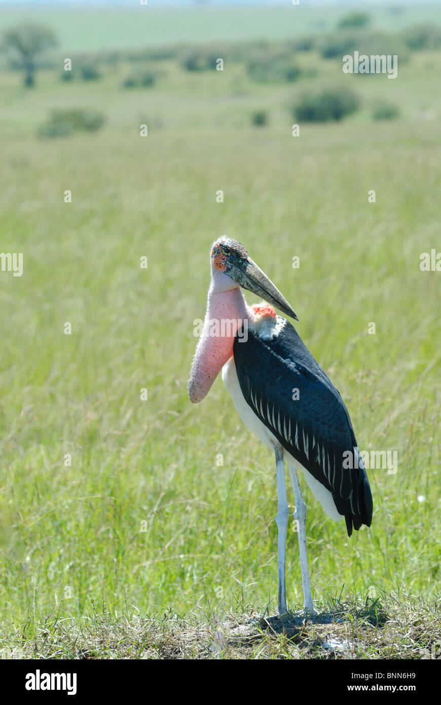 Marabou Stork, Leptoptilus crumeniferus, mostrando sacca di gola, il Masai Mara riserva nazionale, Kenya Foto Stock