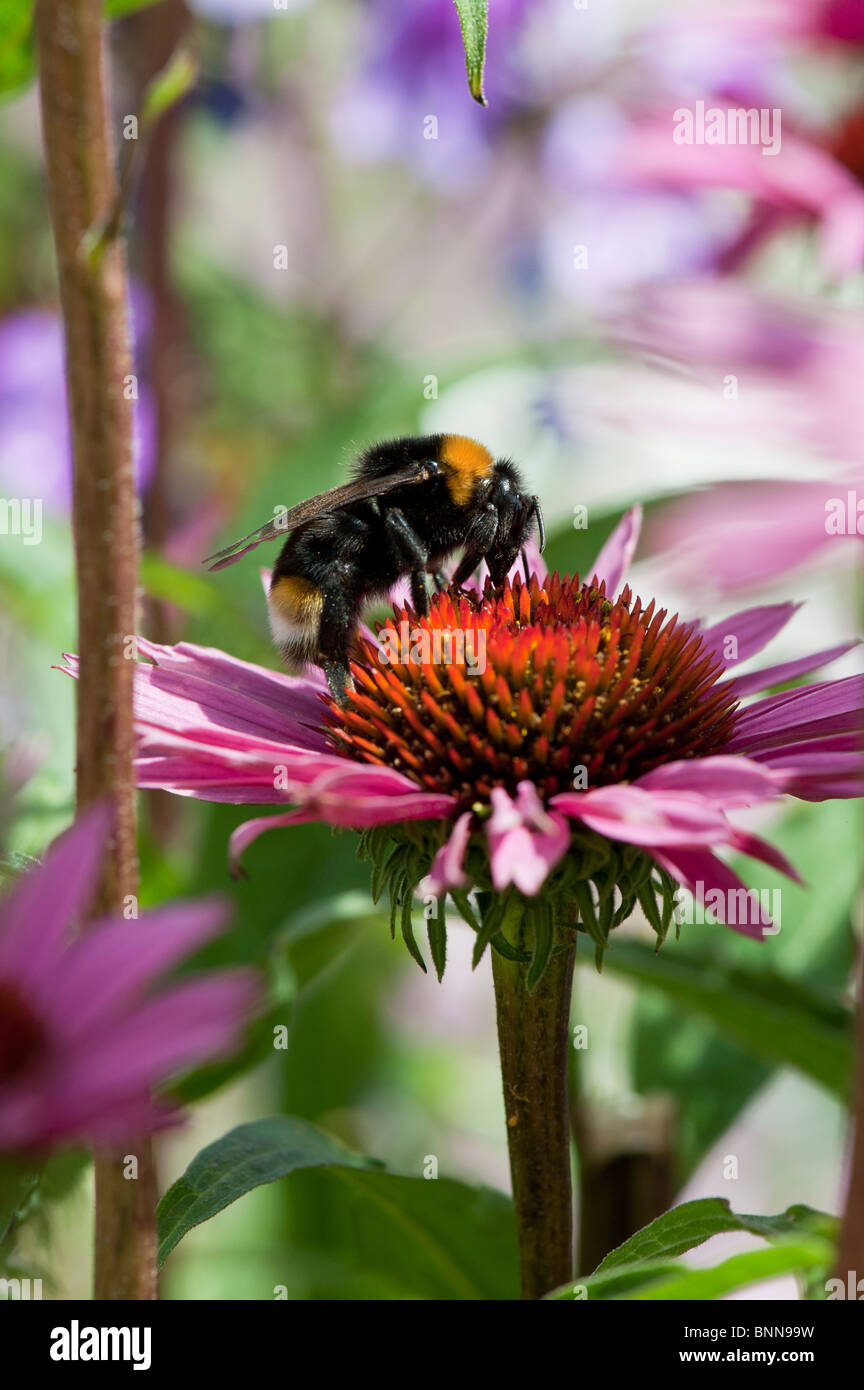 Bumble Bee, bombus lucorum, di alimentazione su un prodotto a base di echinacea purpurea fiore in un giardino inglese Foto Stock