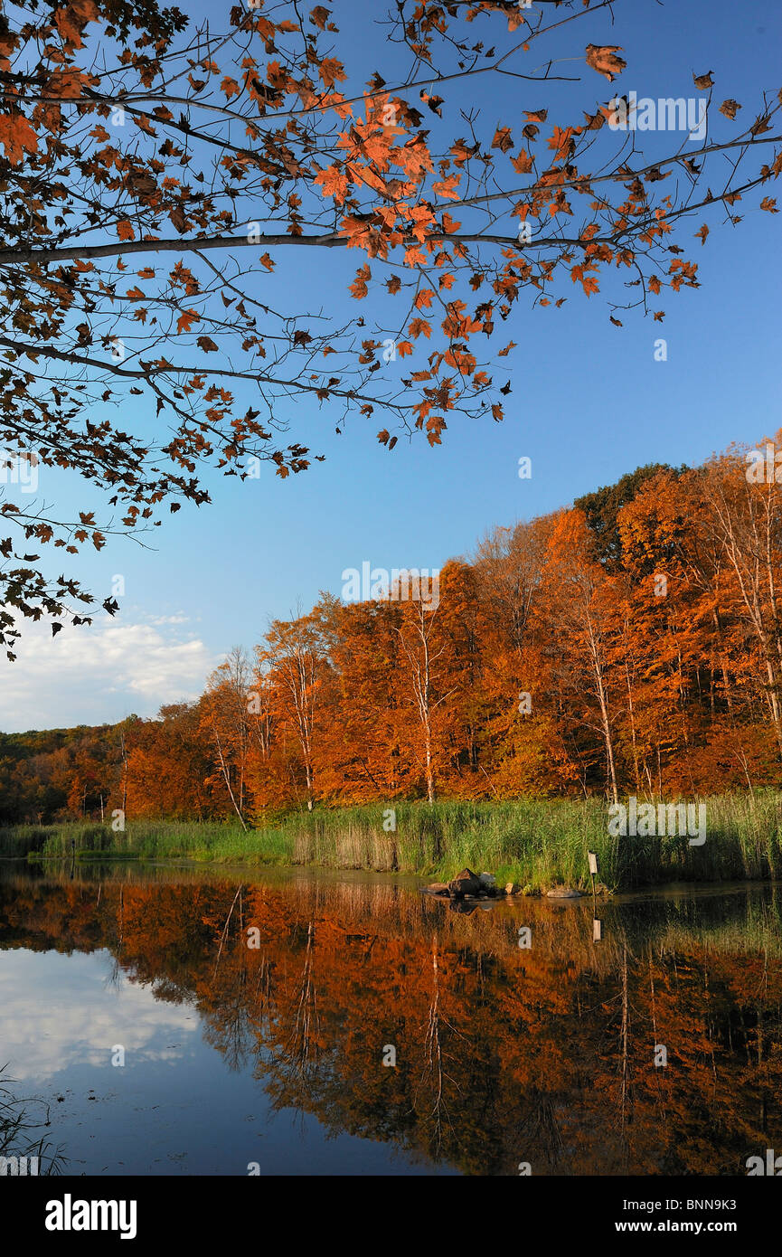 Pond Litchfield Connecticut USA America Stati Uniti d'America caduta acqua forestale Natura Foto Stock