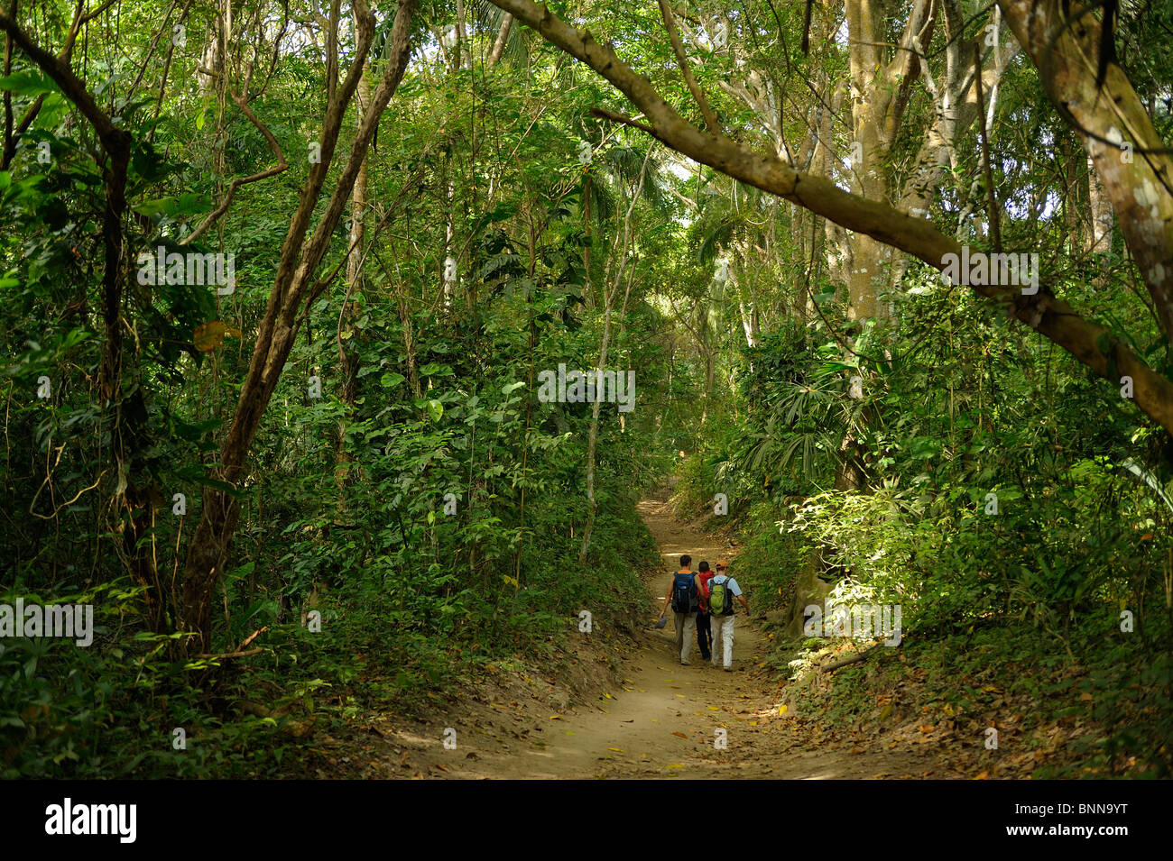 Escursionista Trail Arrecifes Forest park Tayrona Parque Nacional Tayrona dipartimento colombiano di Magdalena Sud America alberi Foto Stock