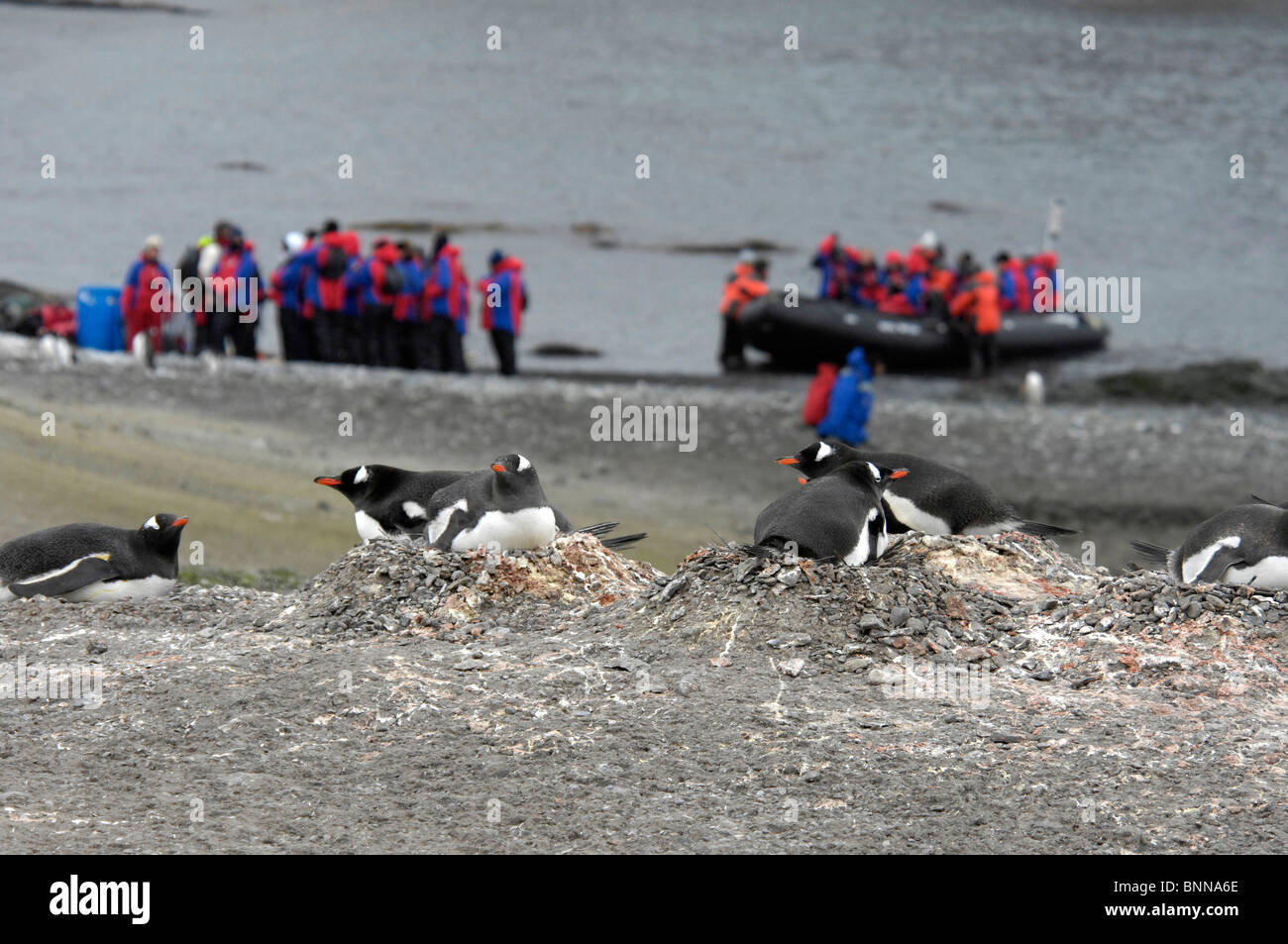 L'Antartide Antartide isola Aitcho Barrientos Sud Isola delle Shetland pinguini spedizione Foto Stock