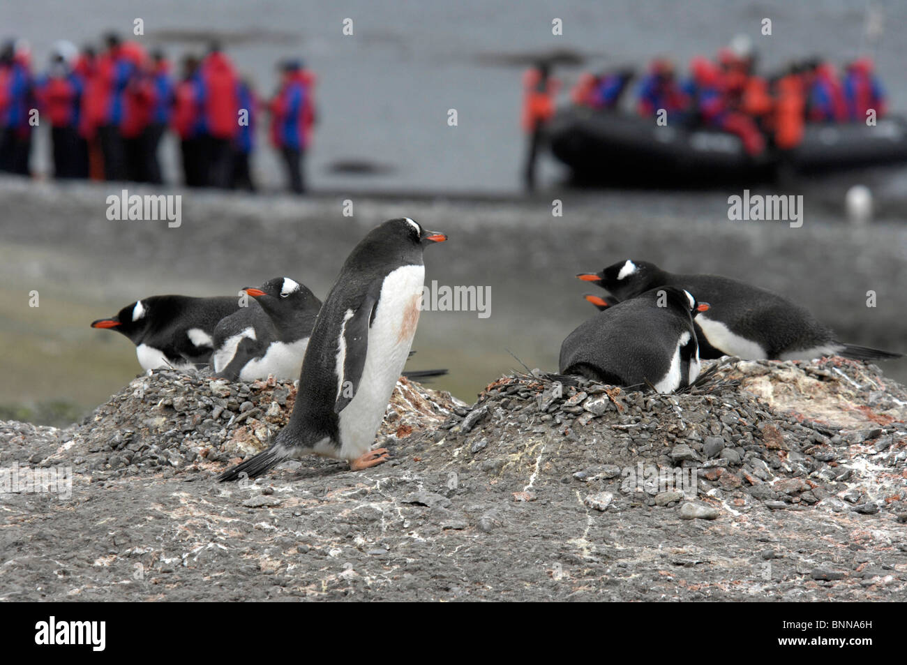 L'Antartide Antartide isola Aitcho Barrientos Sud Isola delle Shetland pinguini spedizione Foto Stock