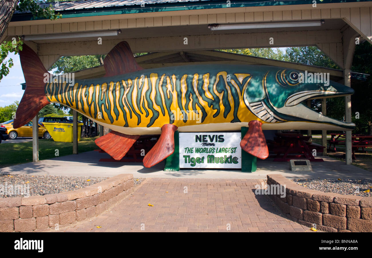 Mondi più grande Tiger Muskie in Nevis Minnesota Foto Stock