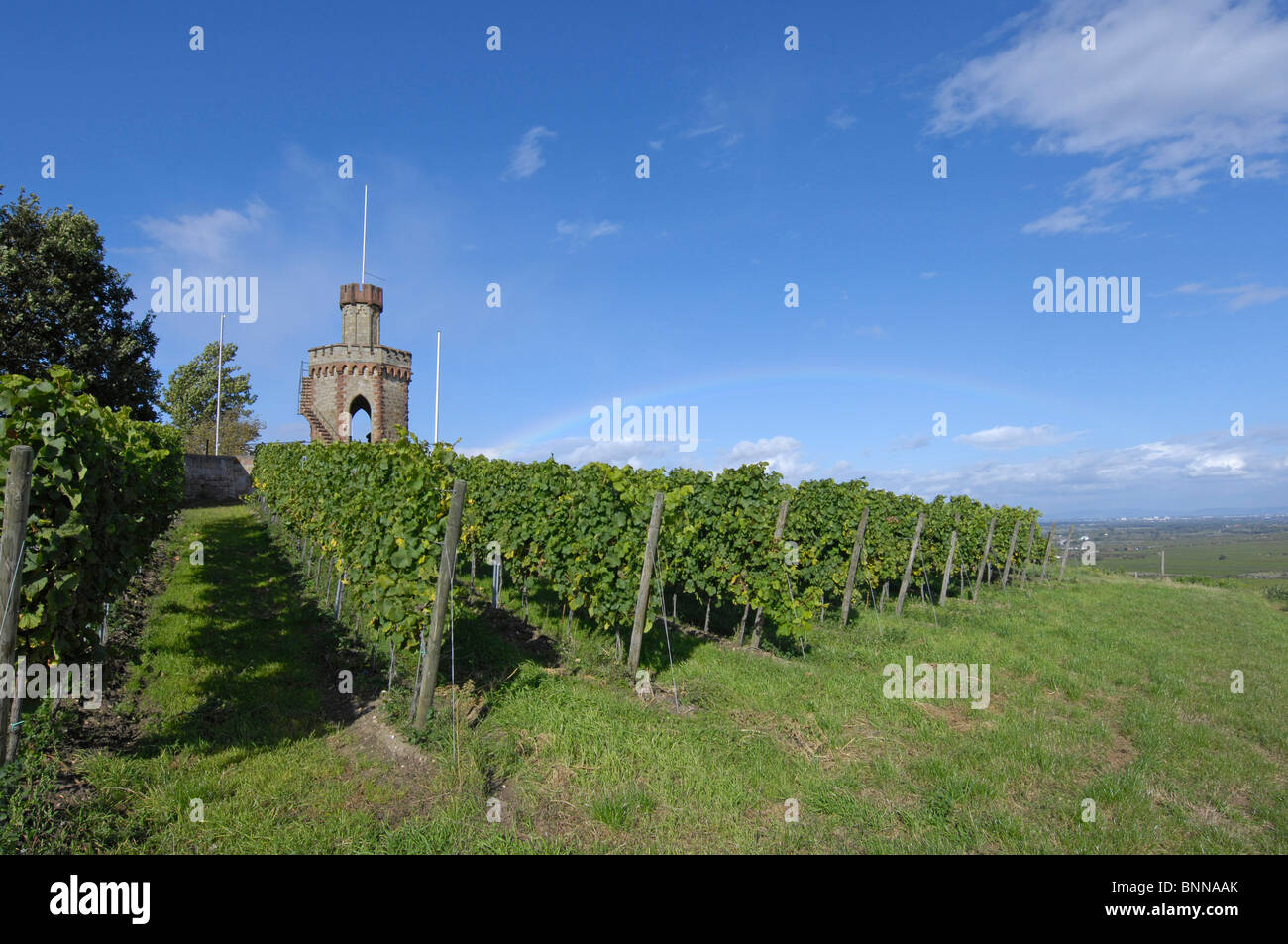 Germania Renania-Palatinato torre di bandiera Bad Dürkheim panorama viticolo fiume Reno pianura nord Strada del Vino il Foto Stock