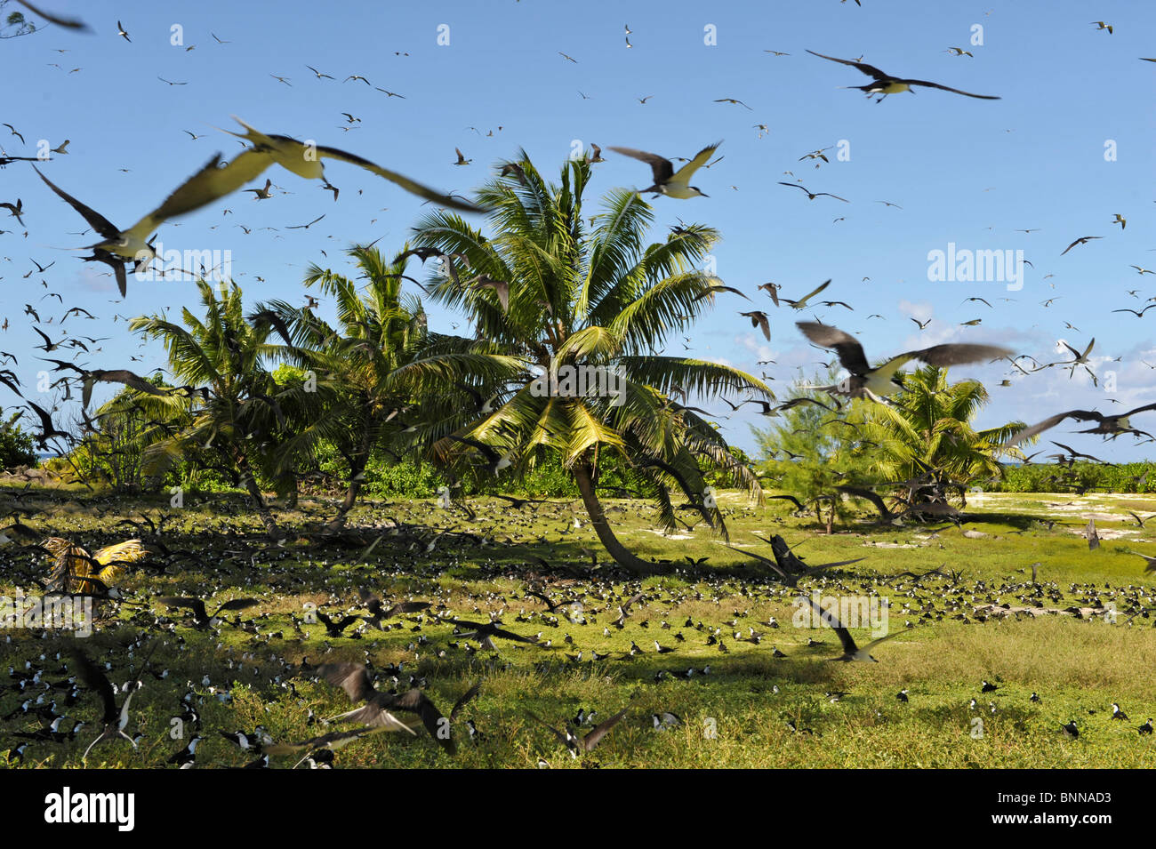 Seychelles Isola degli uccelli Uccelli Bird's dream Foto Stock