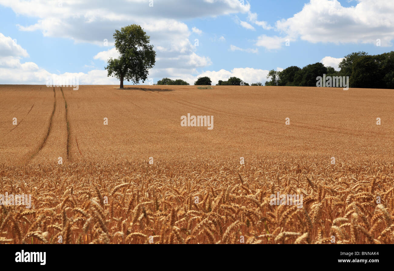 Campo di grano con gli alberi e le nuvole. Foto Stock