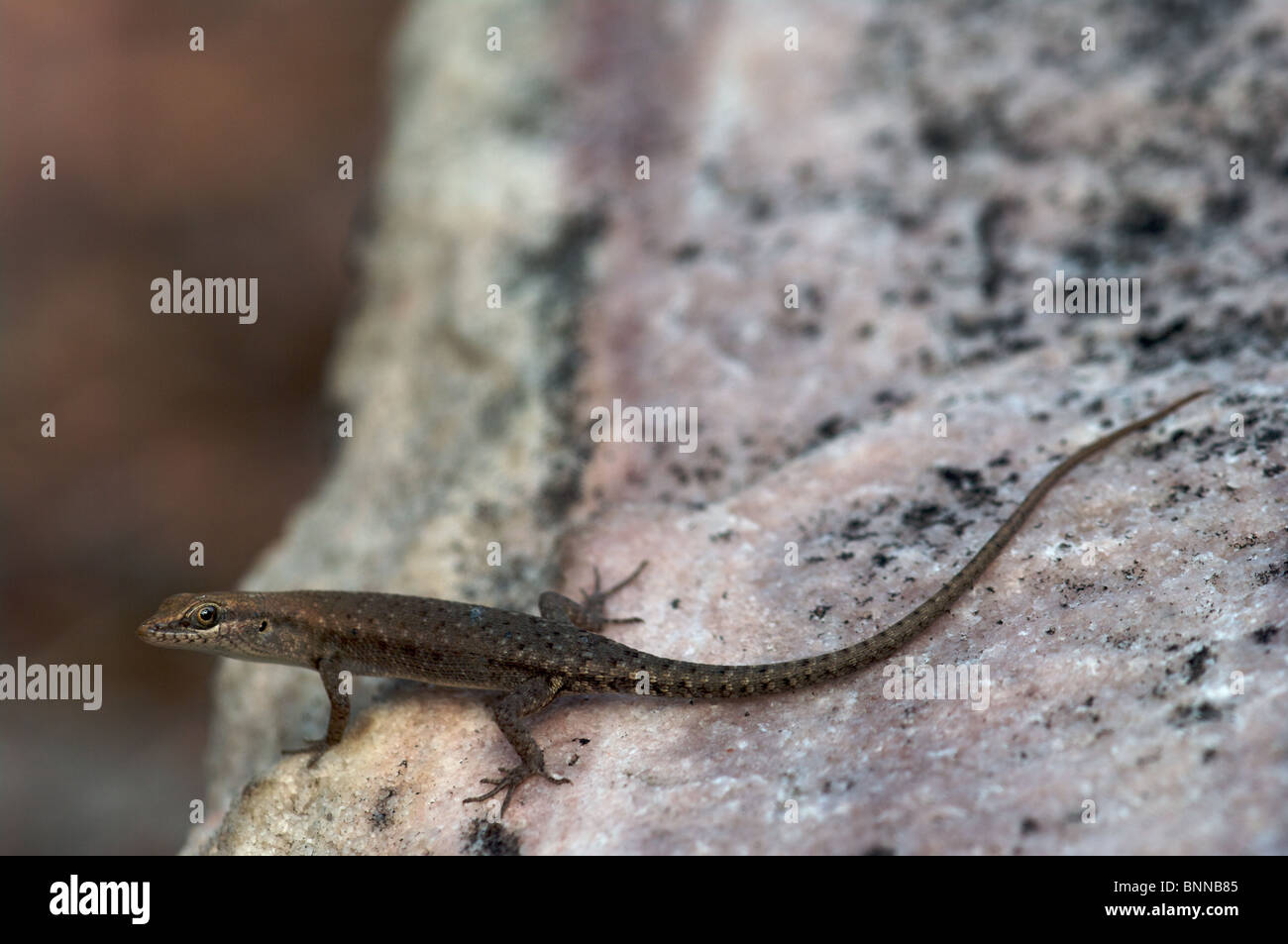 Un due-spined Rainbow Skink (Carlia amax) appollaiate su una roccia a Kakadu National Park, il Territorio del Nord, l'Australia. Foto Stock