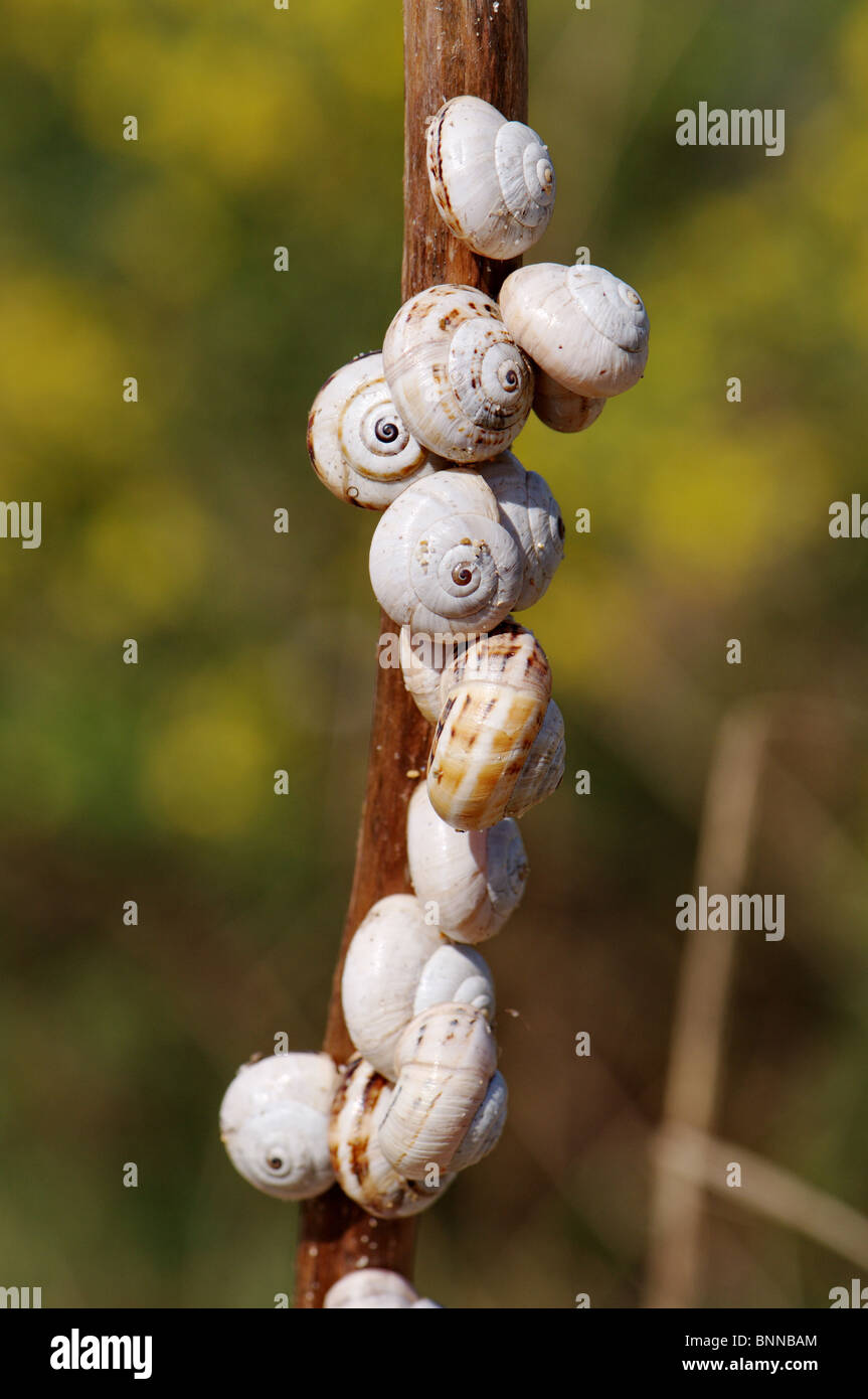 Duna duna lumaca lumache spiaggia lumaca lumaca lumache Euparypha molluschi bivalvi estivation mediterraneo animali animali fauna Foto Stock