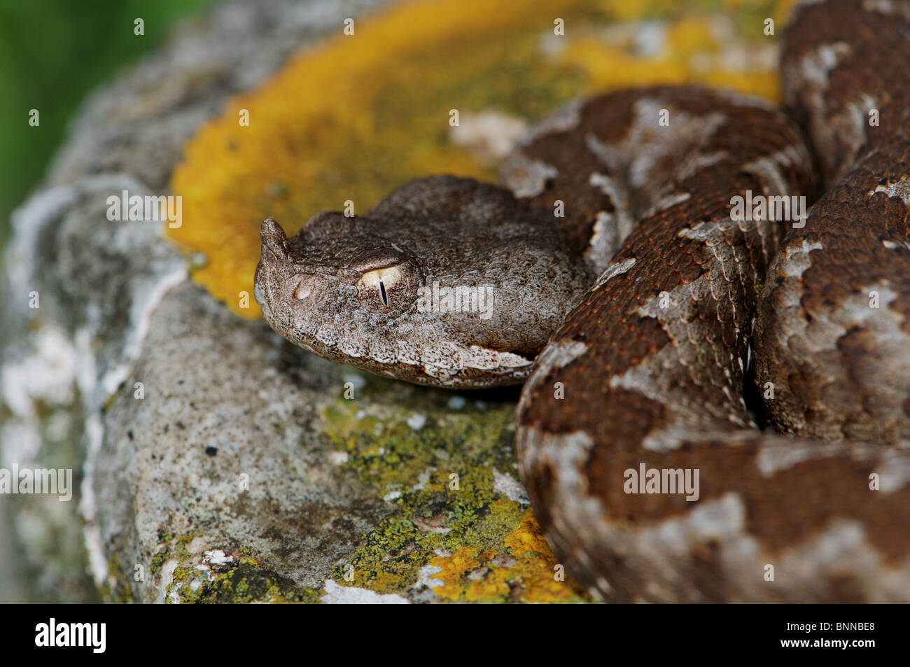 Viper Viper sommatore sommatori naso-vipera cornuta Vipera ammodytes meridionalis serpenti serpente rettile rettili ritratto protetto Foto Stock