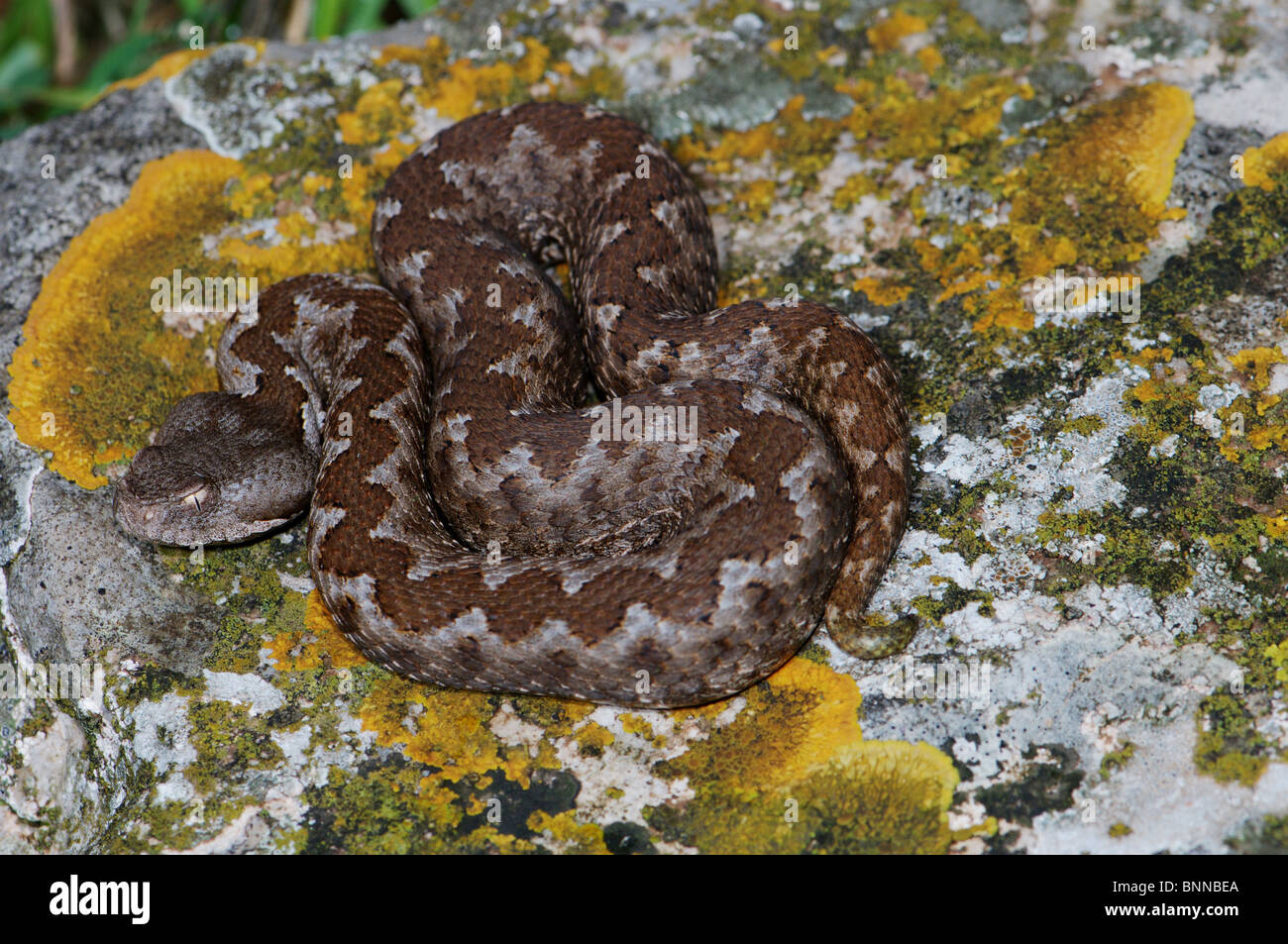 Viper Viper sommatore sommatori naso-vipera cornuta Vipera ammodytes meridionalis serpenti serpente rettile rettili vista generale protetto Foto Stock