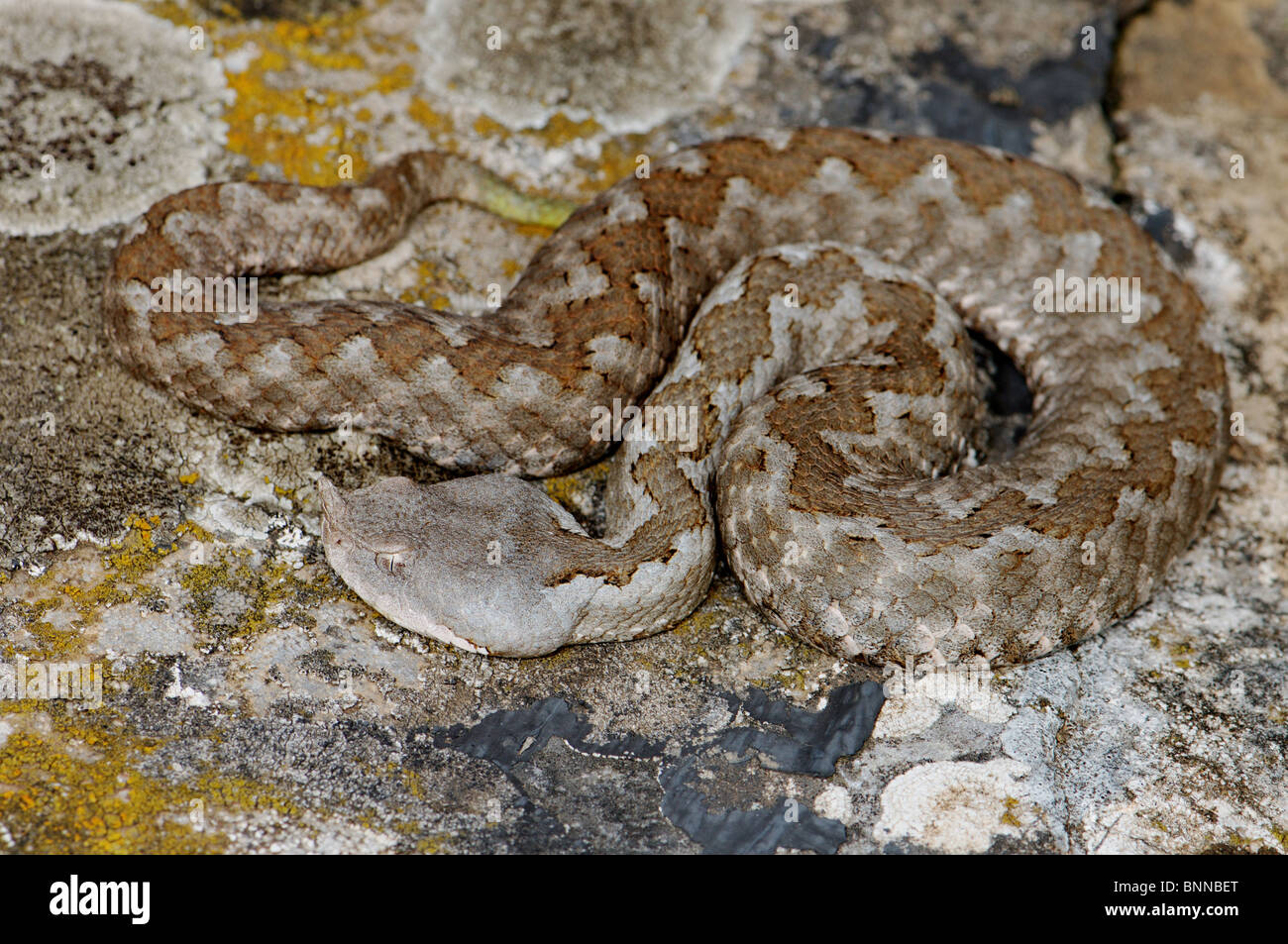 Viper Viper sommatore sommatori naso-vipera cornuta Vipera ammodytes meridionalis serpenti serpente rettile rettili vista generale protetto Foto Stock