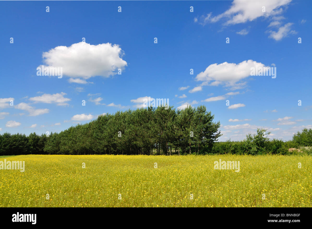Paesaggio di primavera Foto Stock