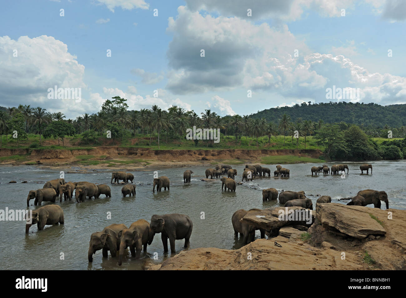 Il governo dello Sri Lanka Elephant (Elephas maximus maximus) in un fiume vicino l'Orfanotrofio degli Elefanti a Pinnawala Foto Stock